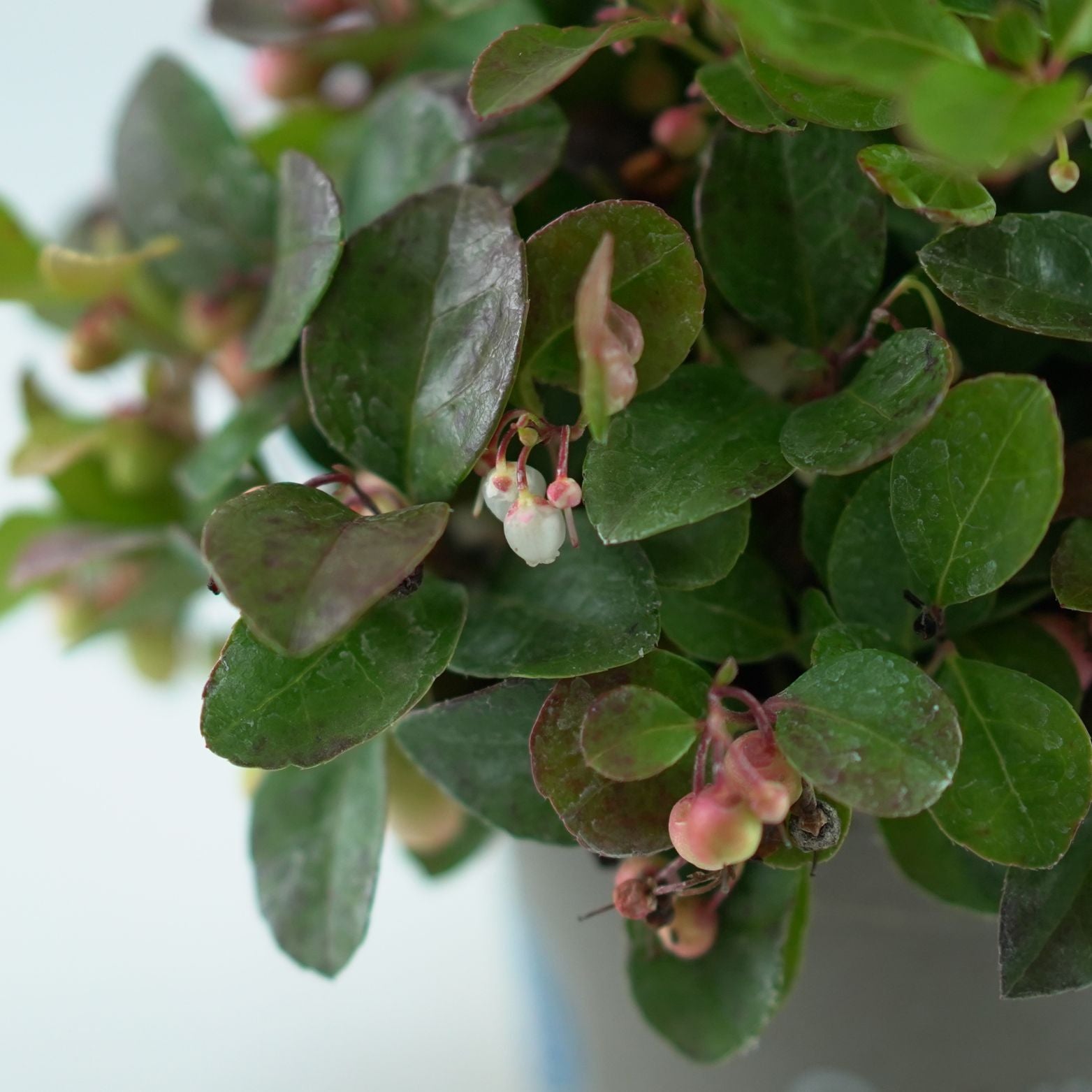 GAULTHERIA PROCUMBENS Golteria pełzająca