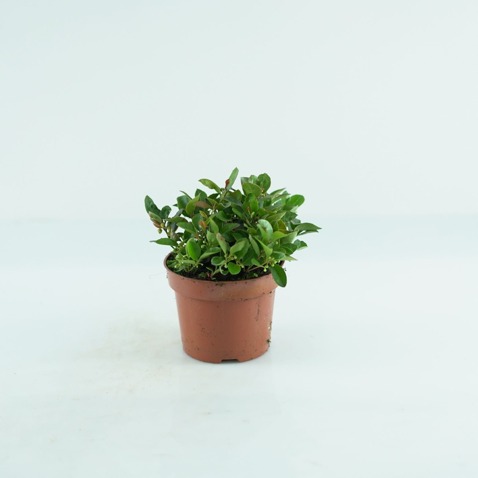 GAULTHERIA PROCUMBENS Golteria pełzająca