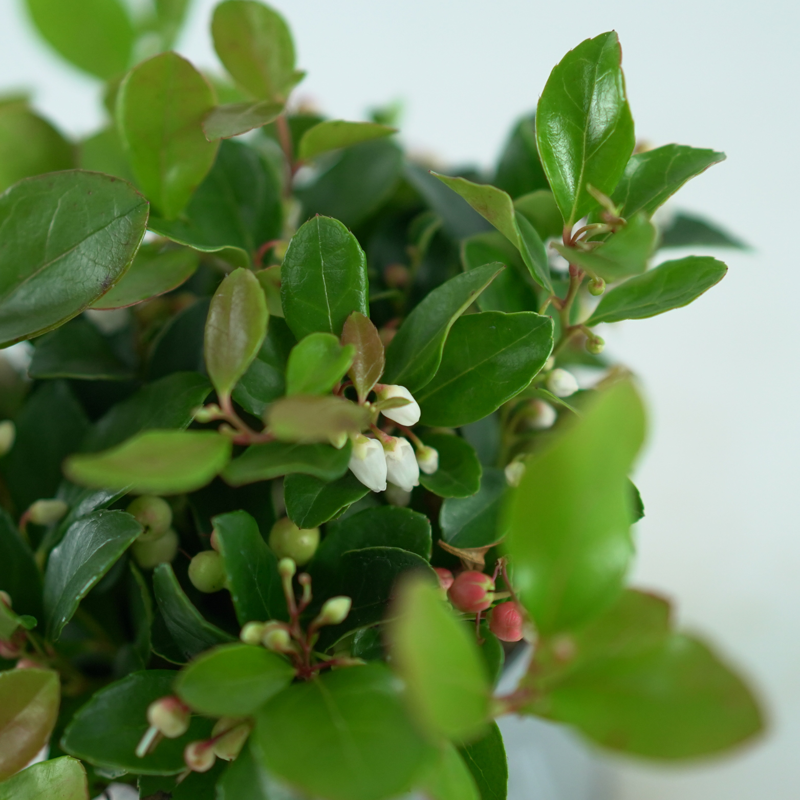 GAULTHERIA PROCUMBENS 'Big Berry' Golteria pełzająca