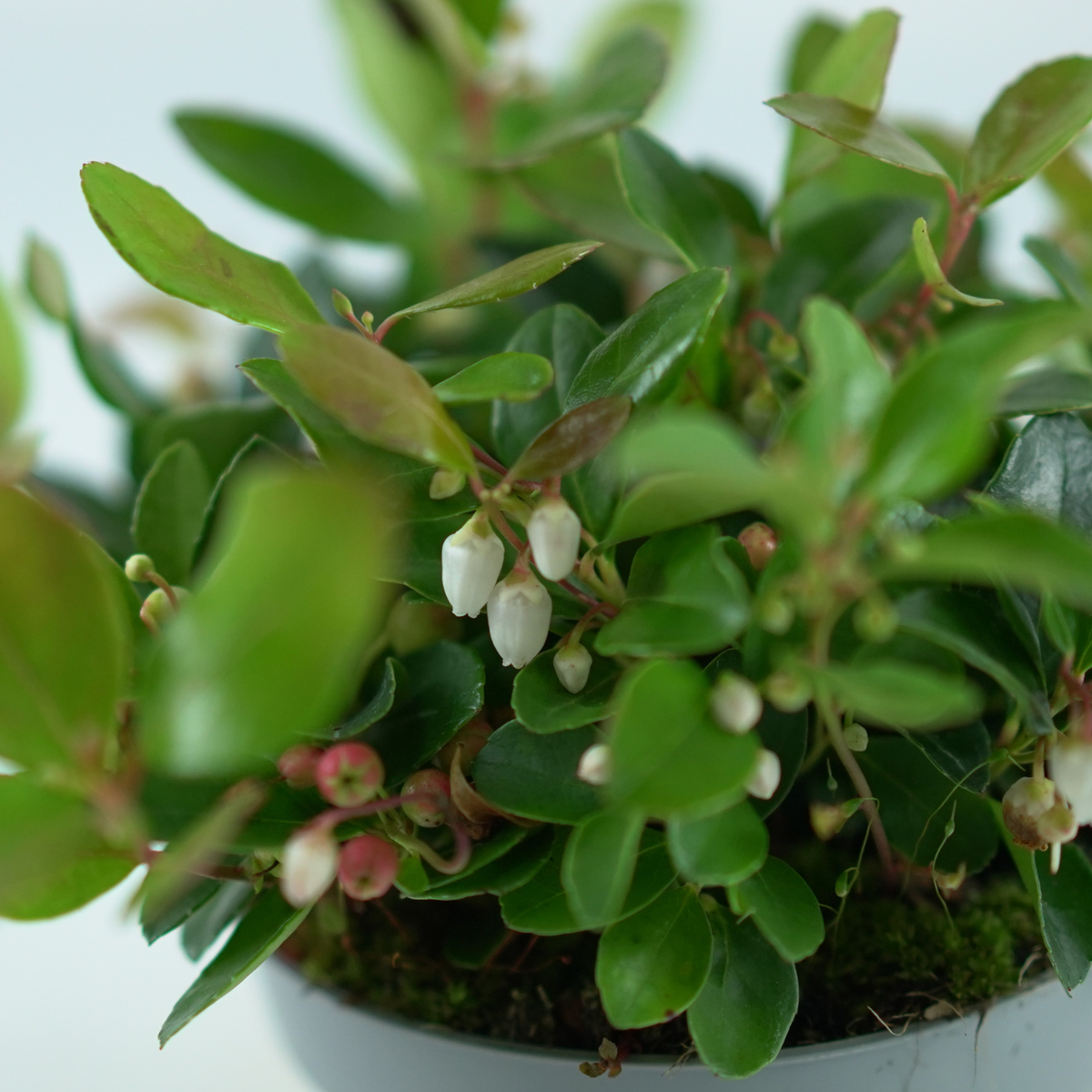 GAULTHERIA PROCUMBENS 'Big Berry' Golteria pełzająca