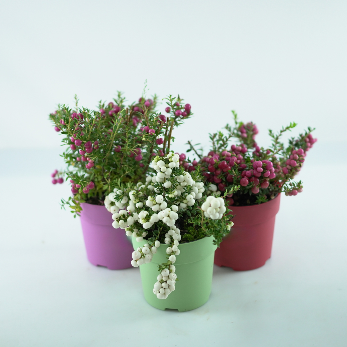 GAULTHERIA MUCRONATA Golteria chilijska