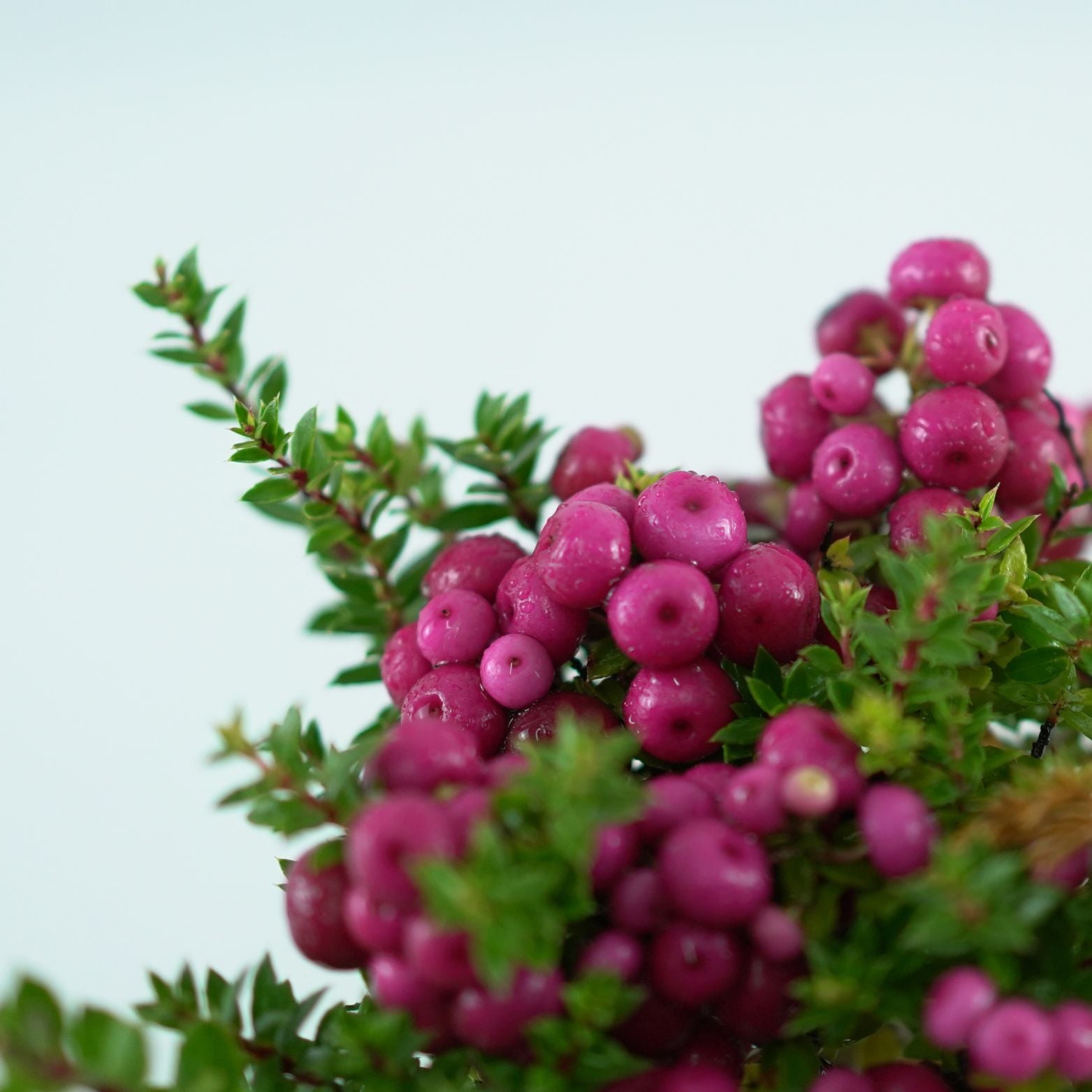 GAULTHERIA MUCRONATA Golteria chilijska