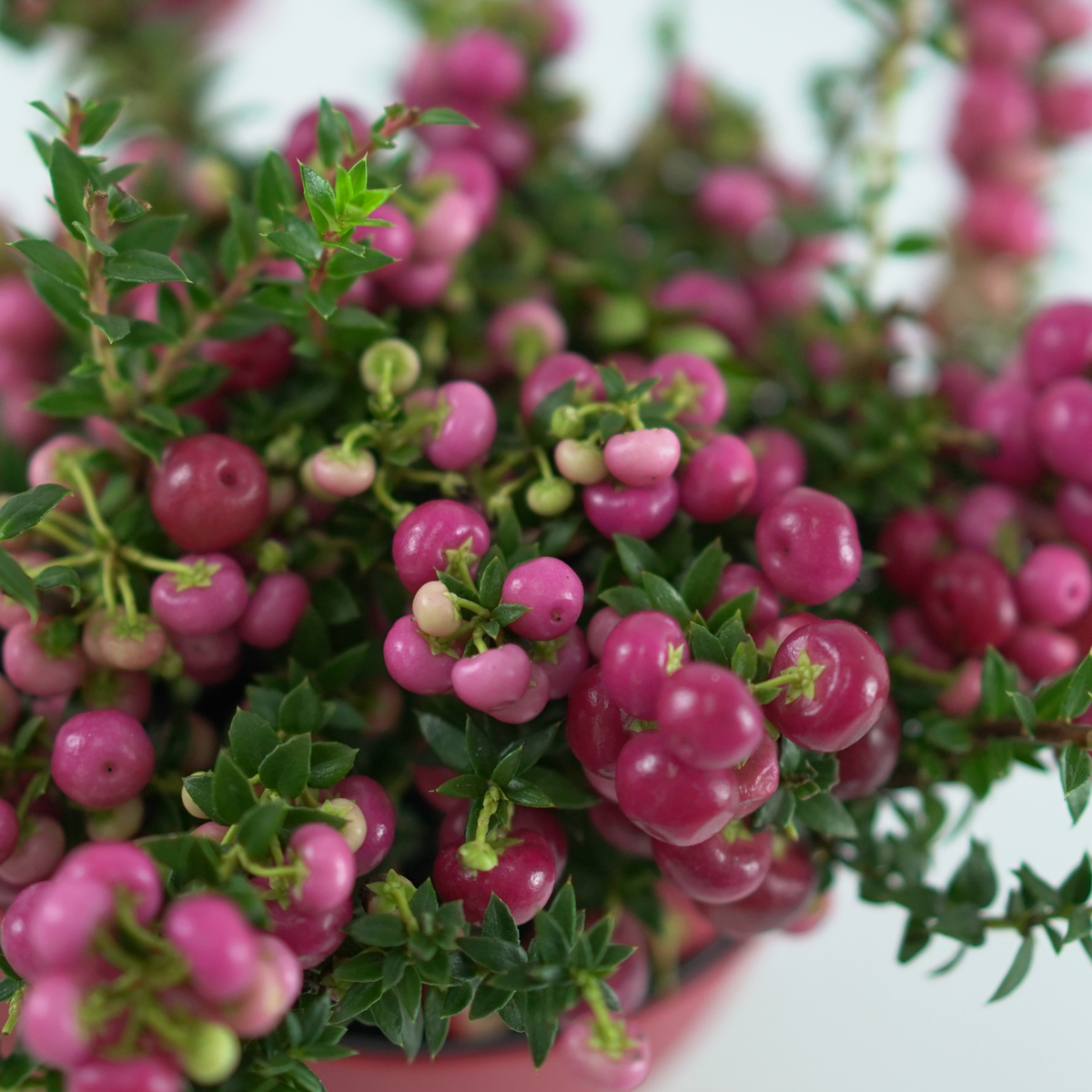 GAULTHERIA MUCRONATA Golteria chilijska