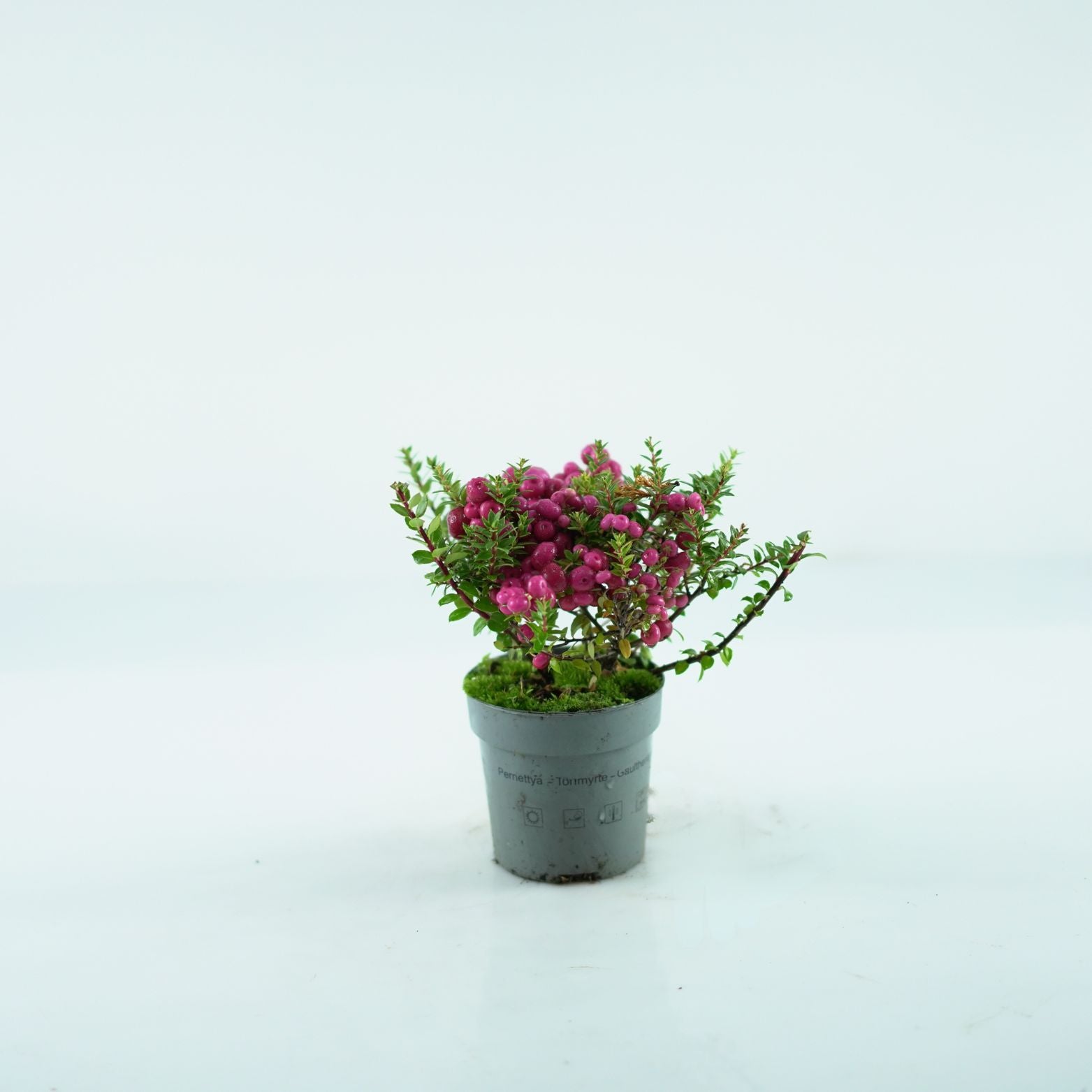 GAULTHERIA MUCRONATA Golteria chilijska