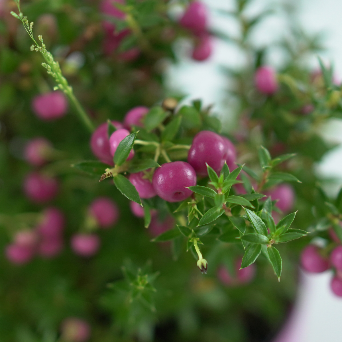 GAULTHERIA MUCRONATA Golteria chilijska