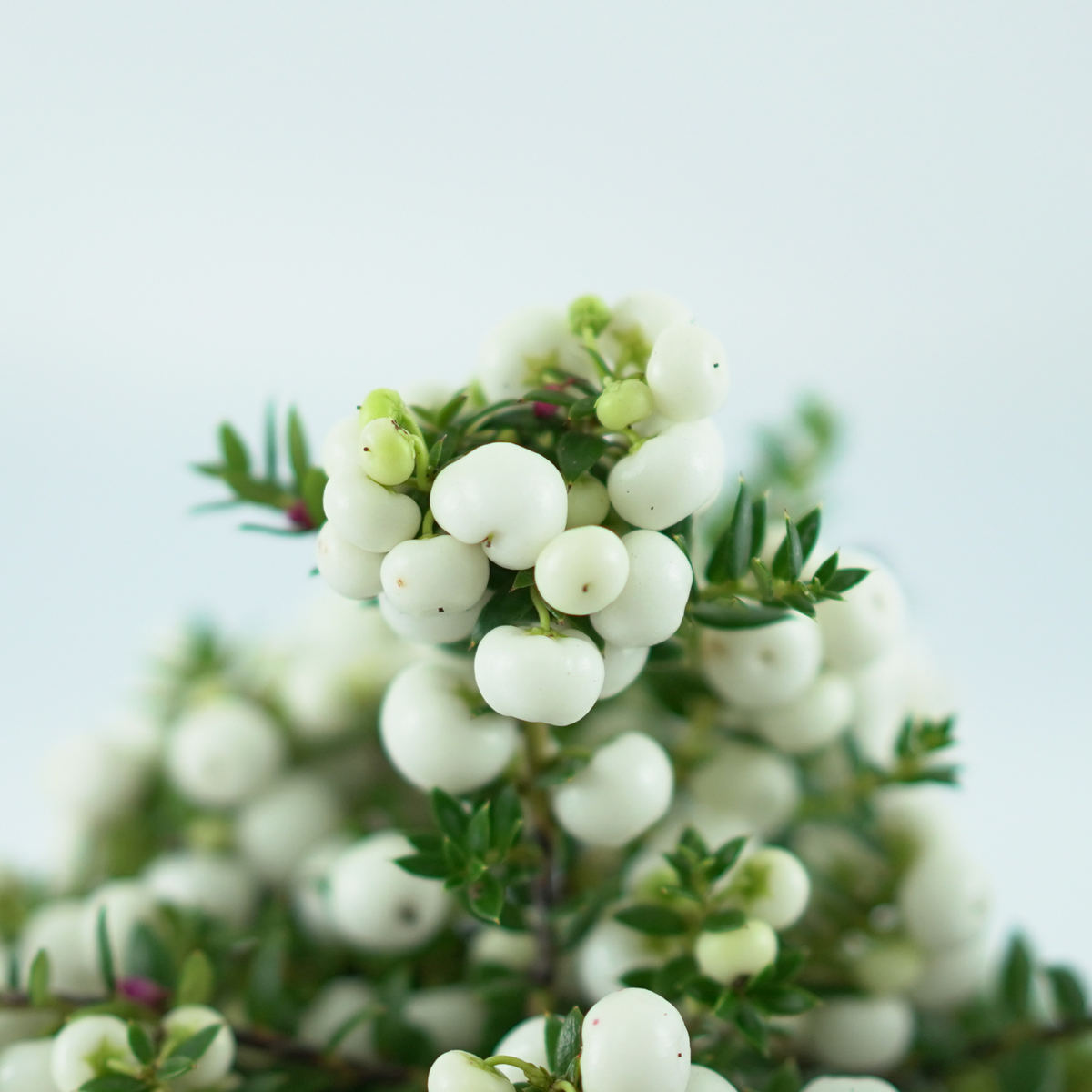 GAULTHERIA MUCRONATA Golteria chilijska