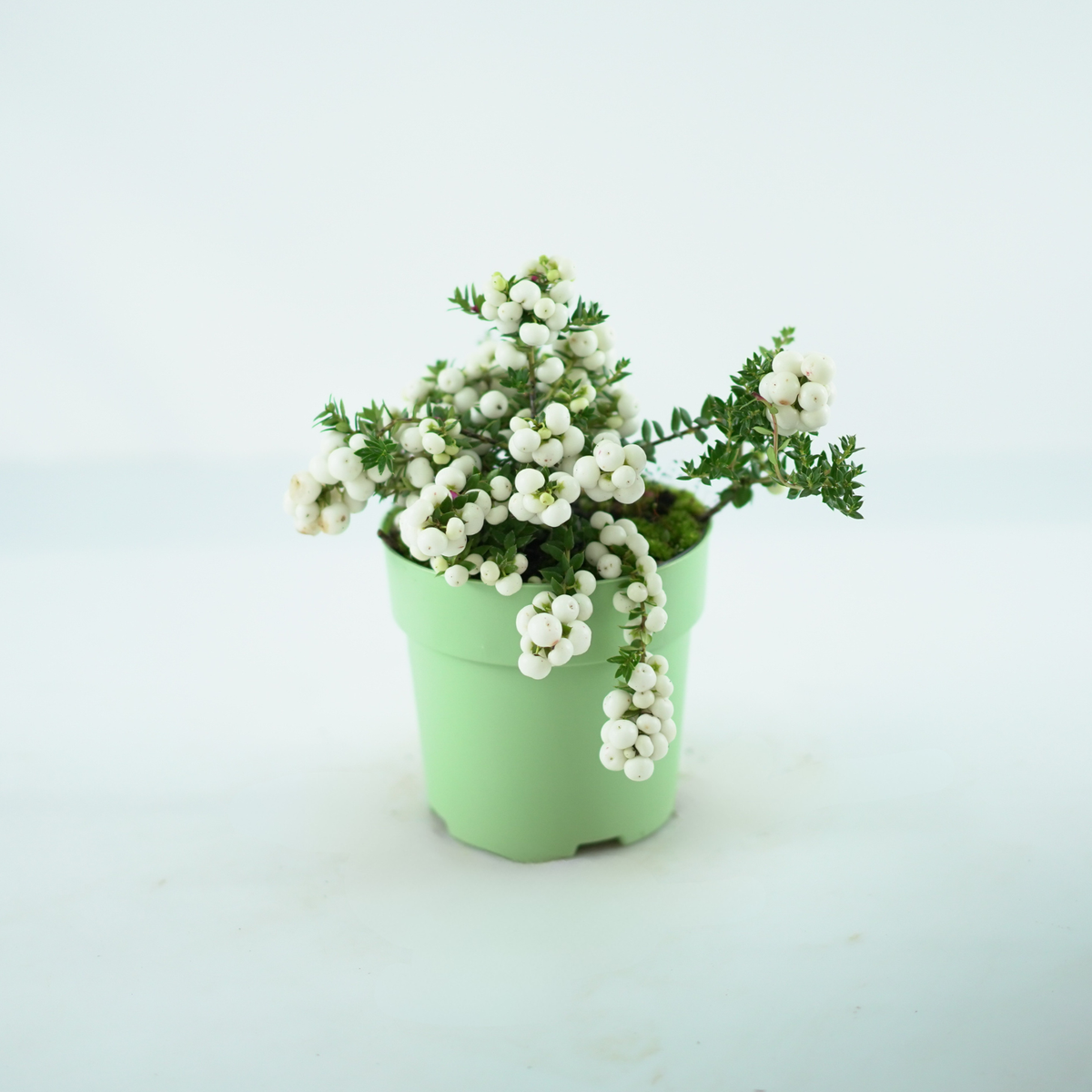 GAULTHERIA MUCRONATA Golteria chilijska