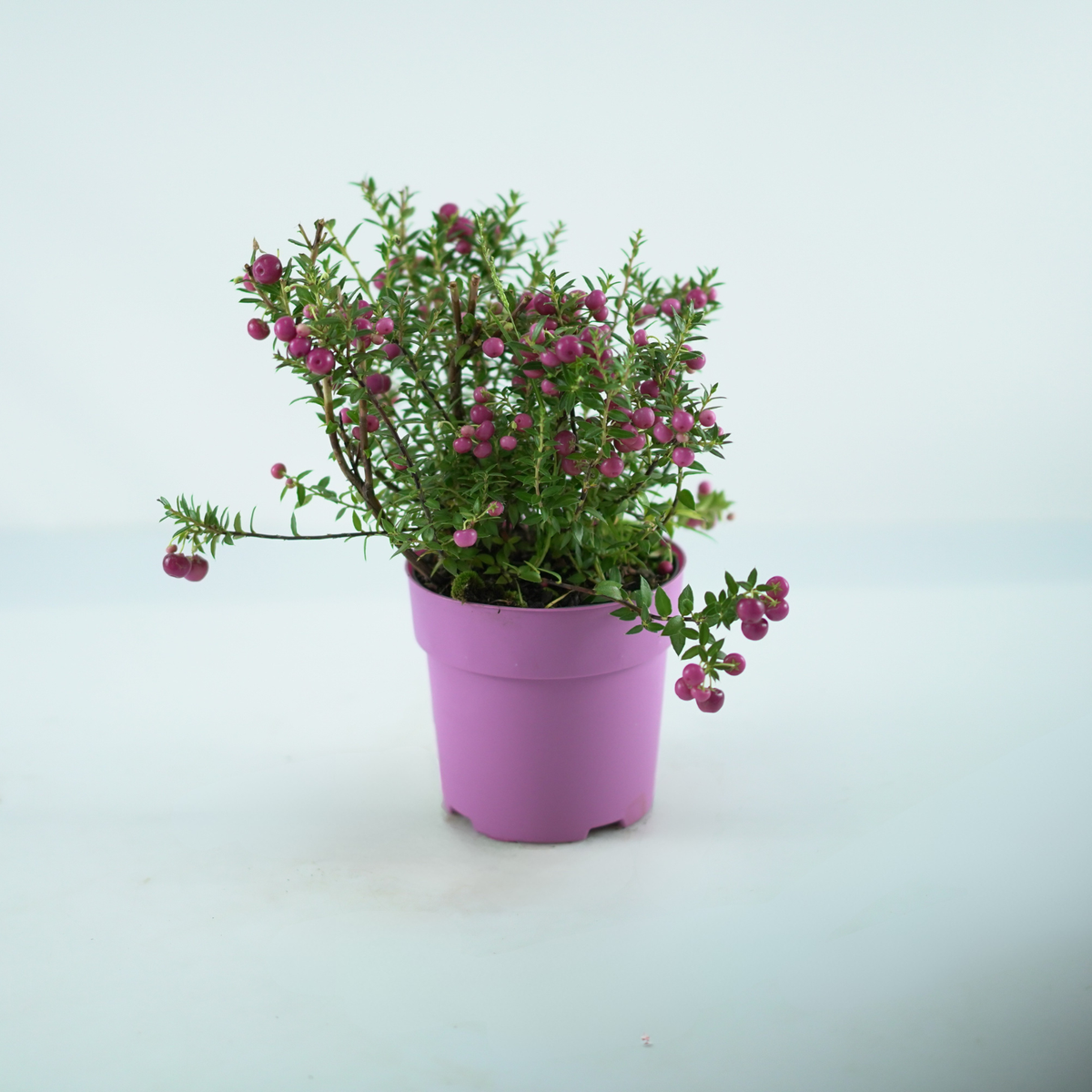 GAULTHERIA MUCRONATA Golteria chilijska