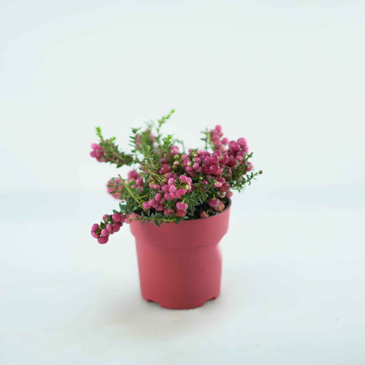 GAULTHERIA MUCRONATA Golteria chilijska