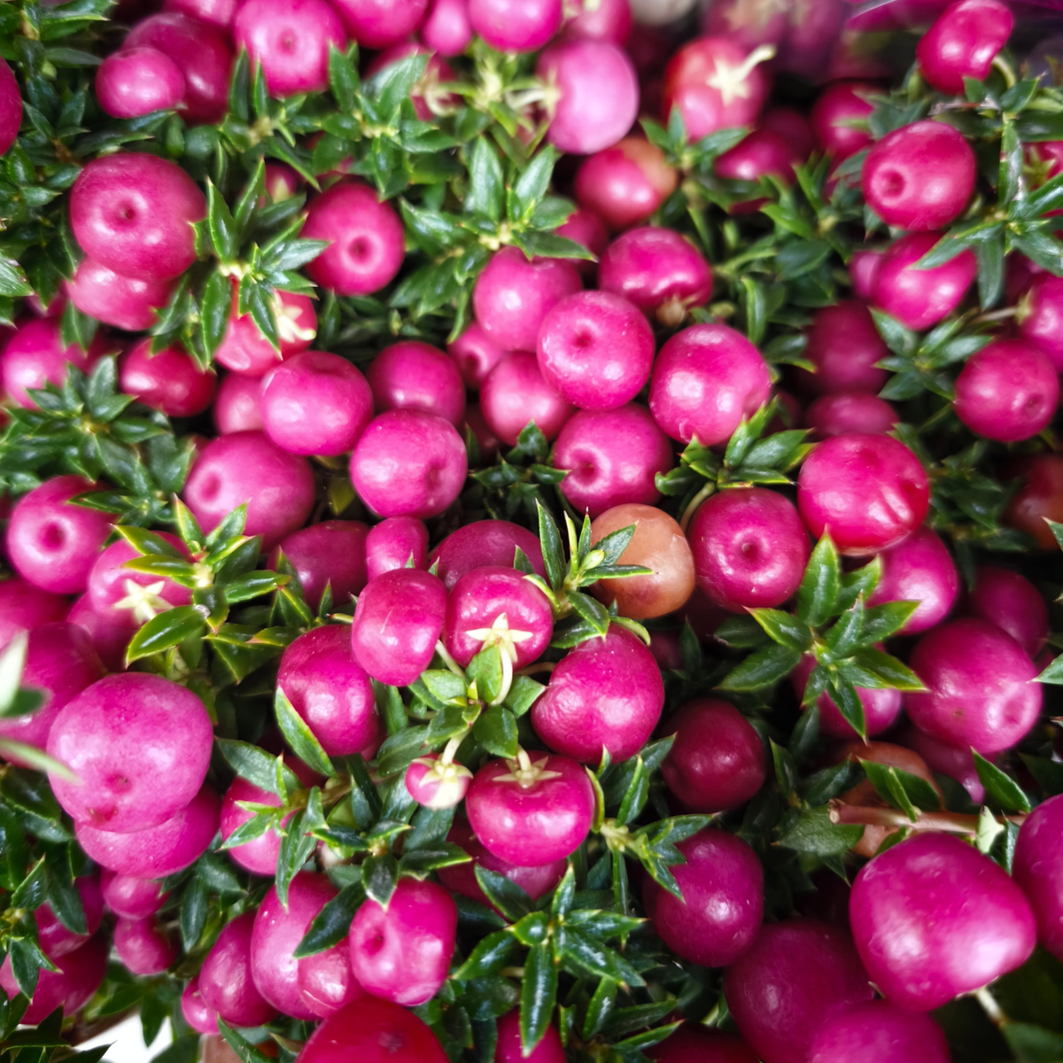 GAULTHERIA MUCRONATA Golteria chilijska
