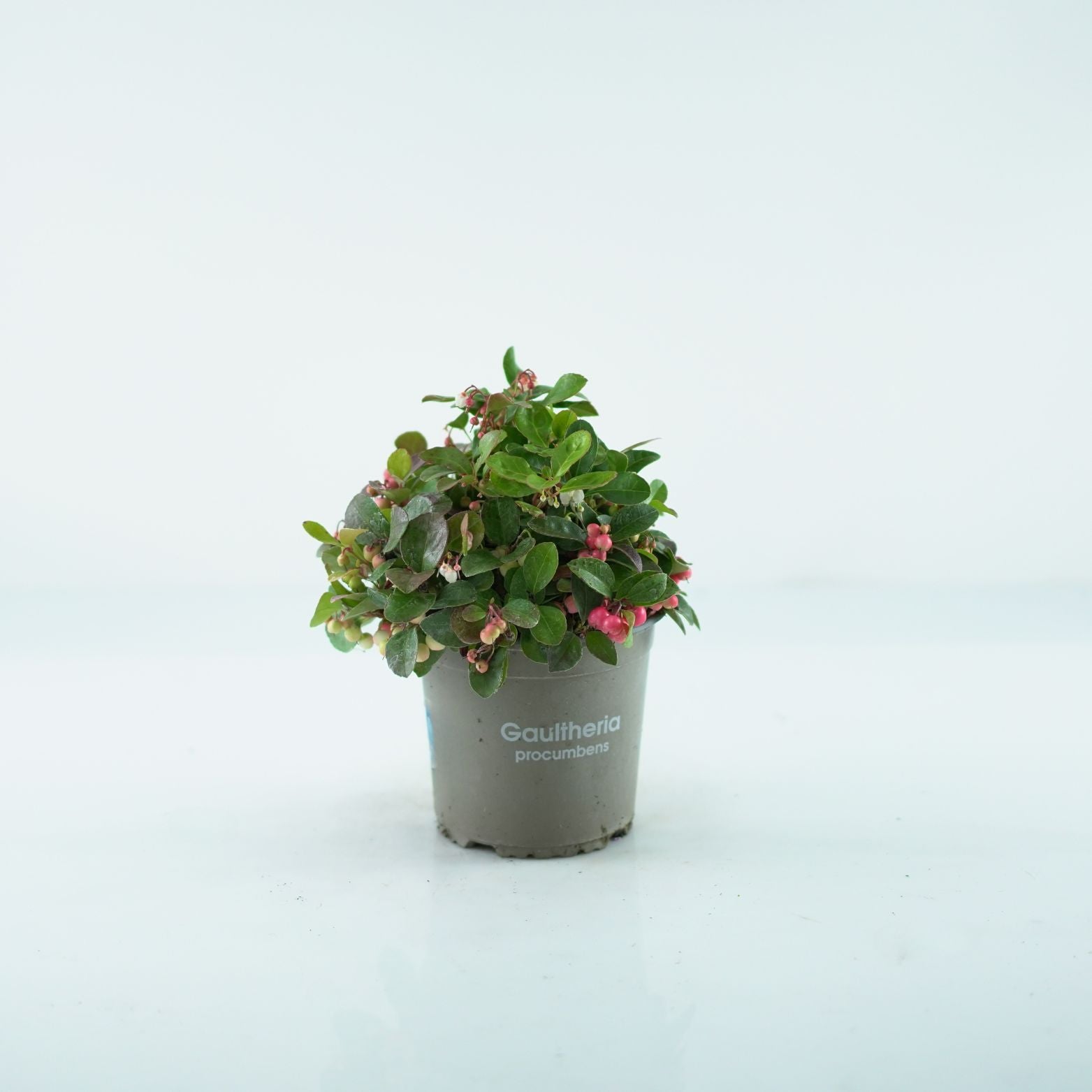 GAULTHERIA PROCUMBENS Golteria pełzająca