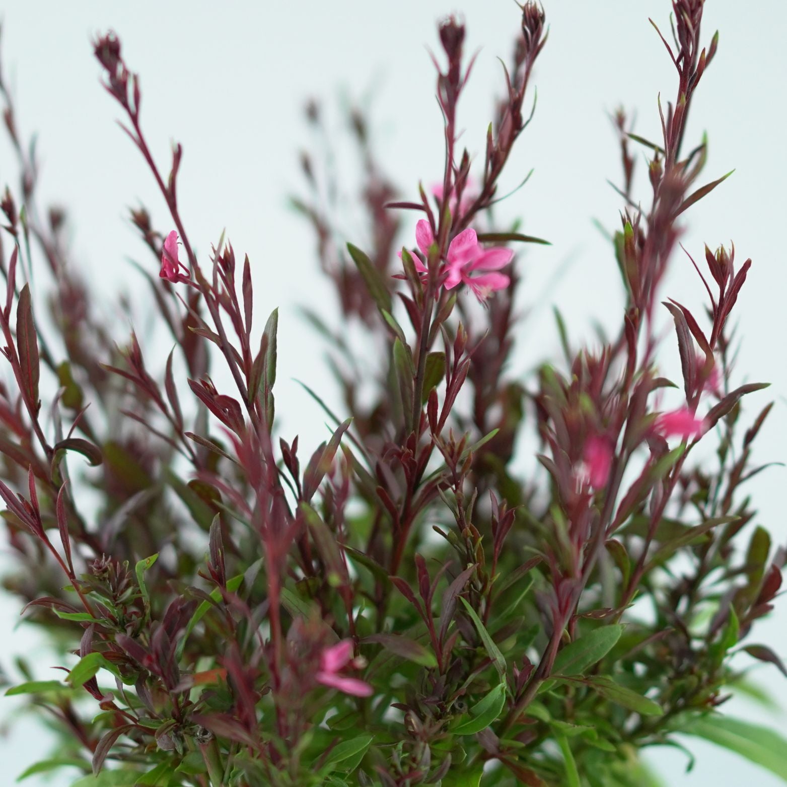 GAURA LINDHEIMERI 'Baby Butterfly Dark Pink' Gaura