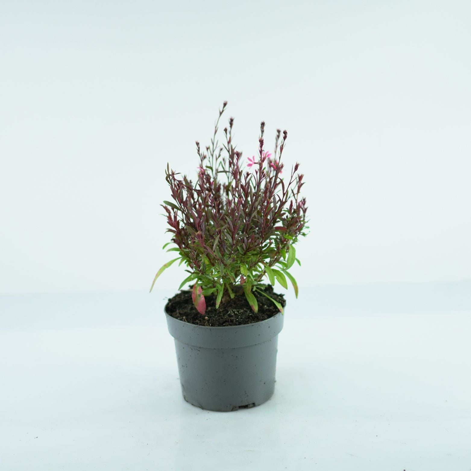 GAURA LINDHEIMERI 'Baby Butterfly Dark Pink' Gaura