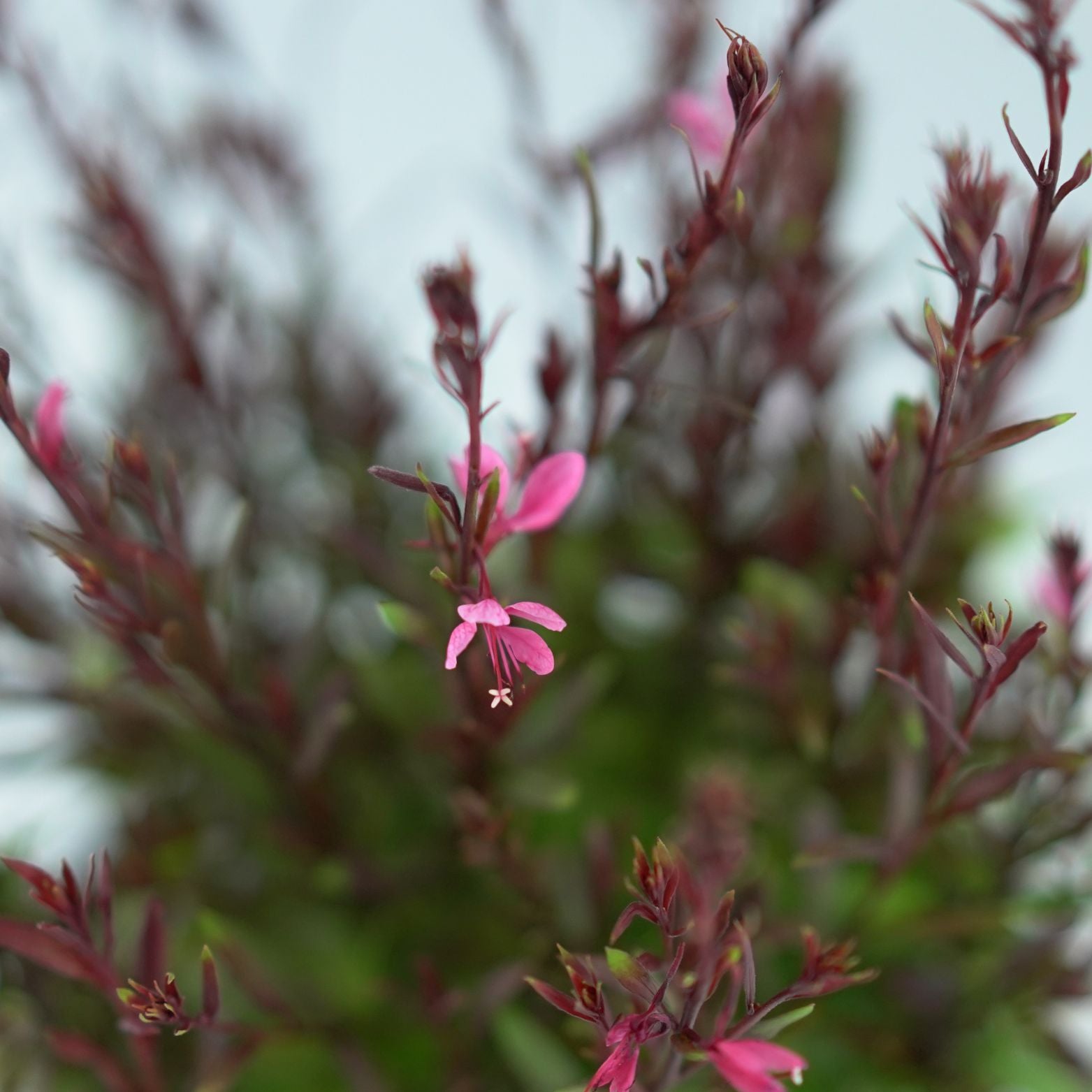 GAURA LINDHEIMERI 'Baby Butterfly Dark Pink' Gaura