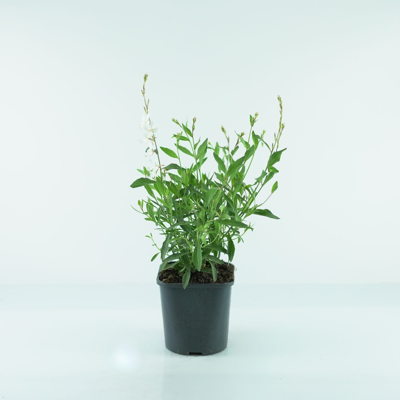 GAURA LINDHEIMERI 'Belleza White' Gaura Lindheimera