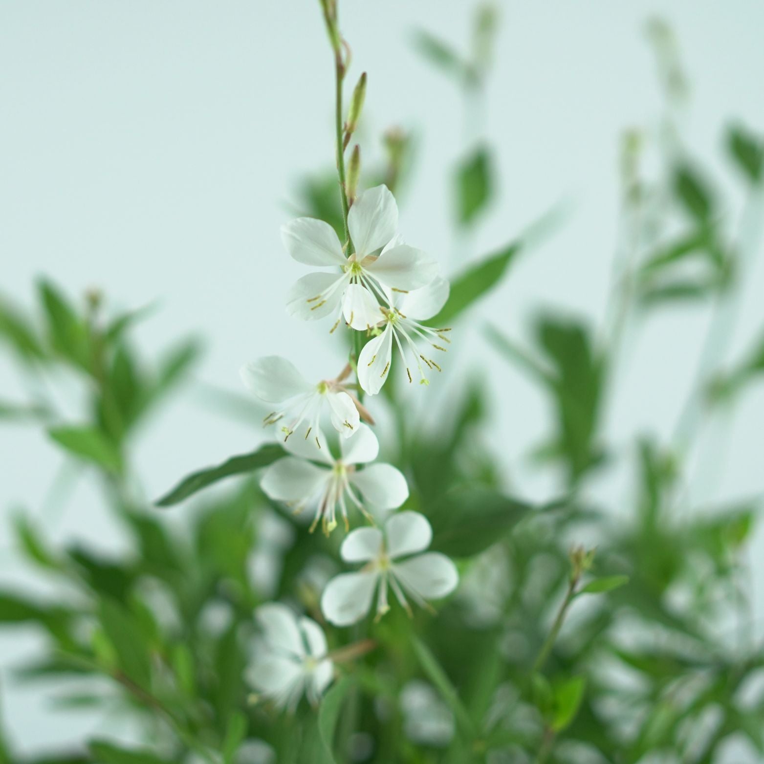 GAURA LINDHEIMERI 'Belleza White' Gaura Lindheimera
