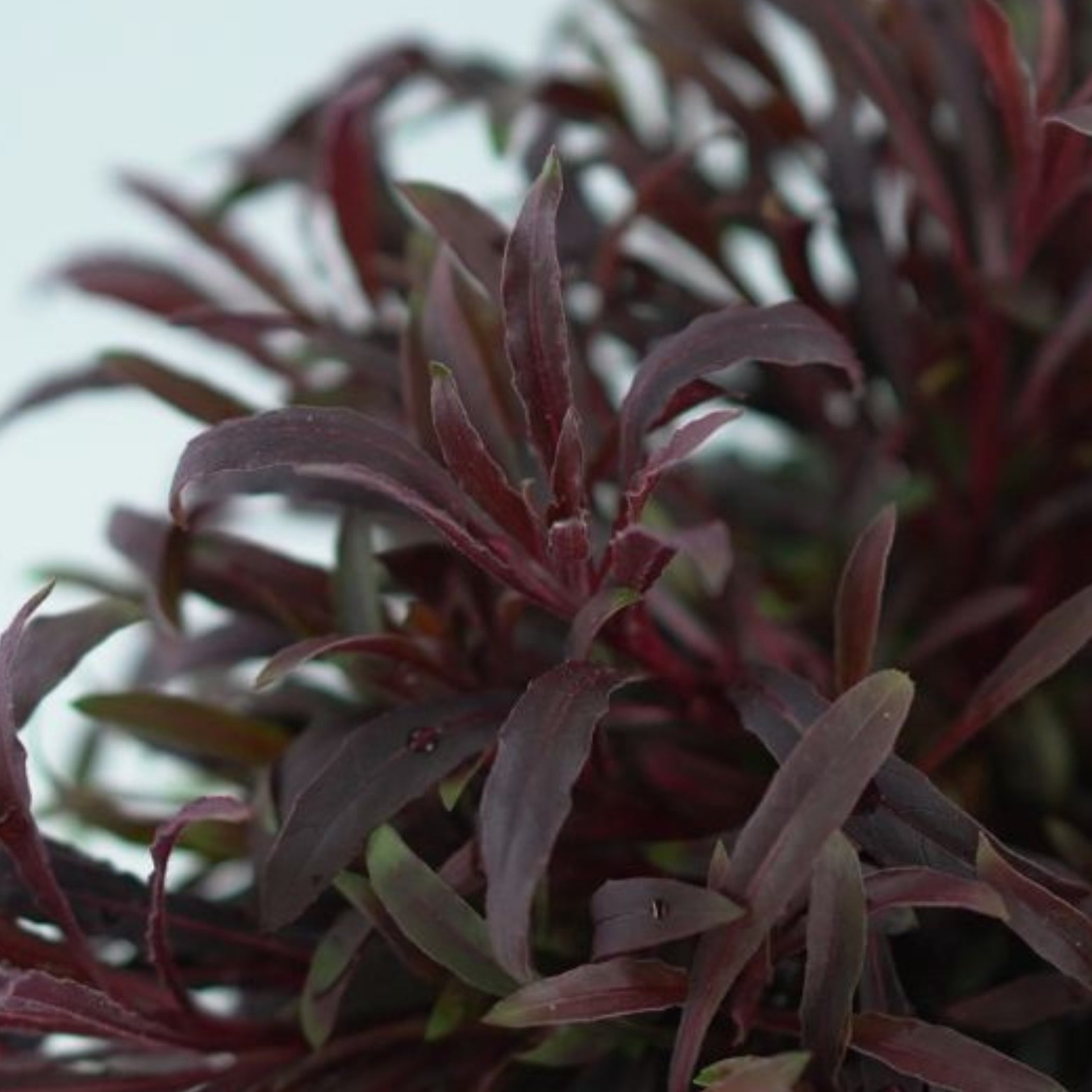 GAURA LINDHEIMERI 'Gaudi Rose' Gaura Lindheimera