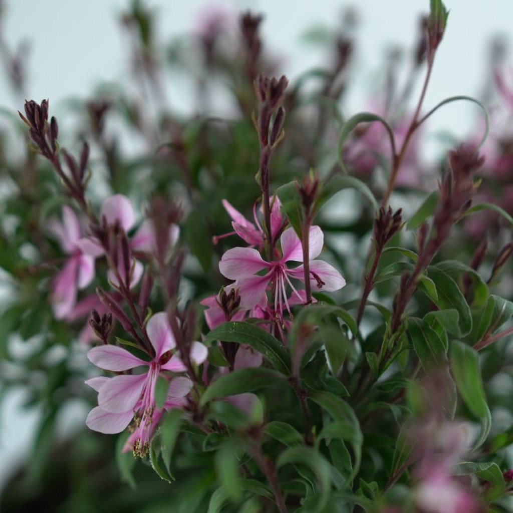 GAURA LINDHEIMERI 'Belleza Early Pink' Gaura Lindheimera