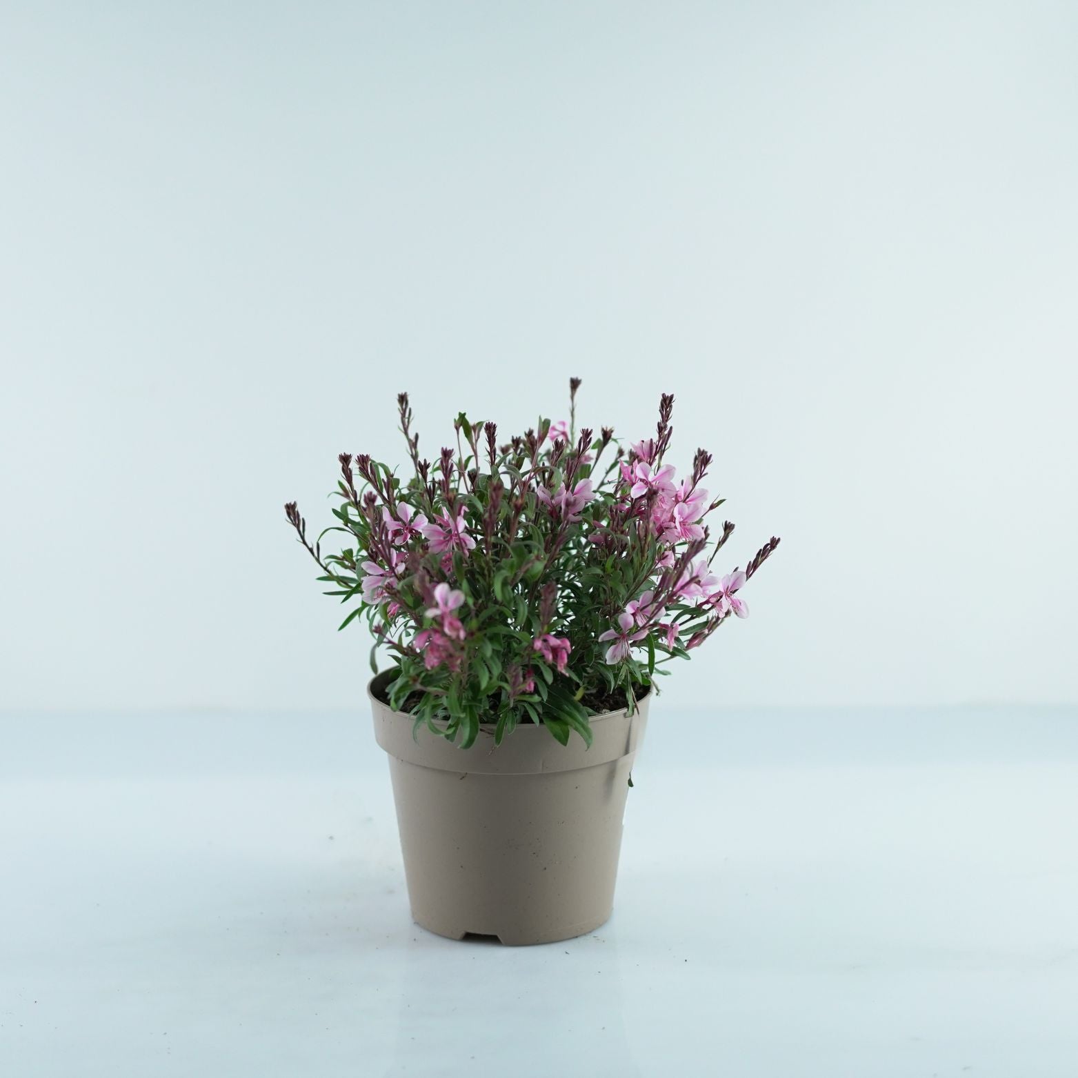 GAURA LINDHEIMERI 'Belleza Early Pink' Gaura Lindheimera
