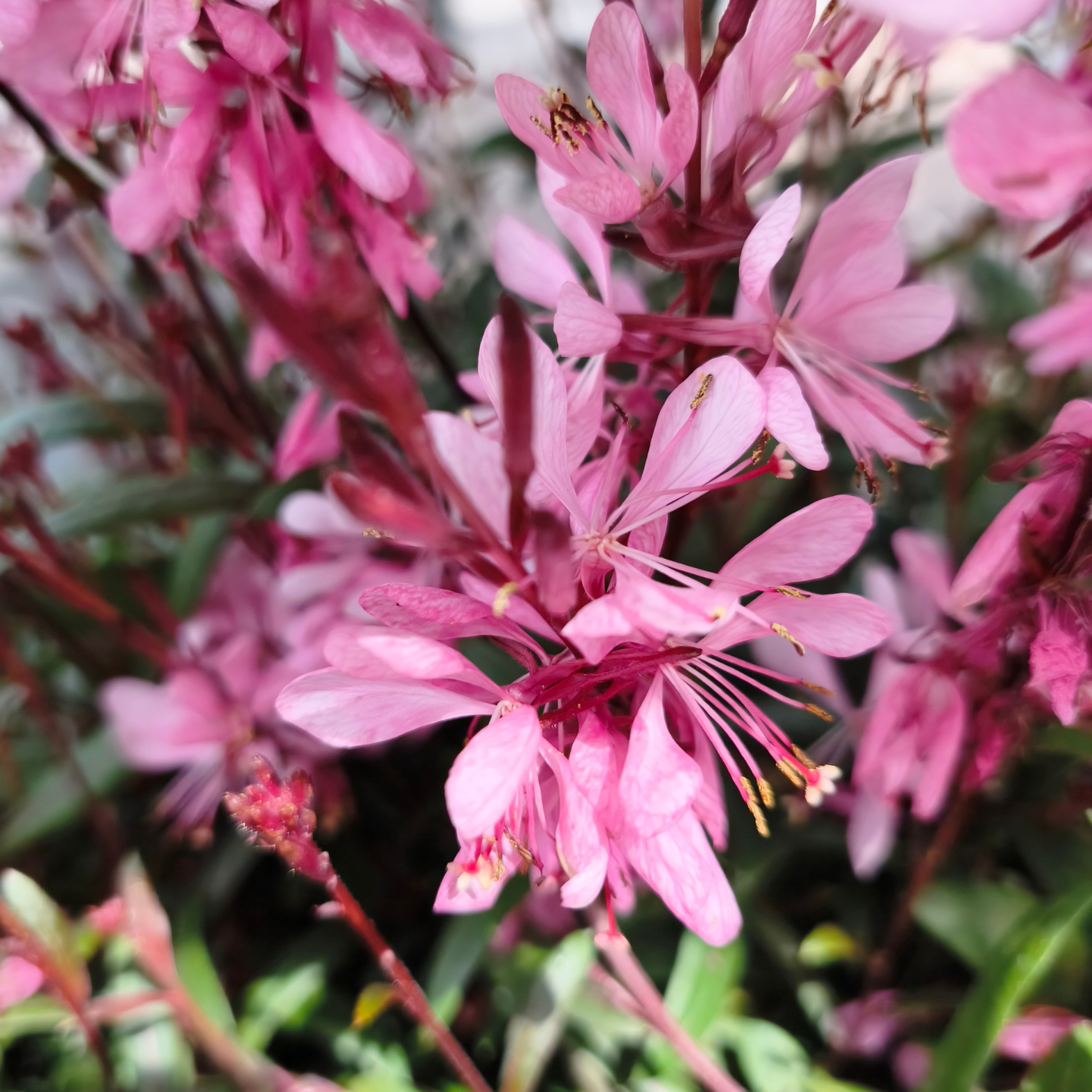 GAURA LINDHEIMERI 'Belleza Early Pink' Gaura Lindheimera