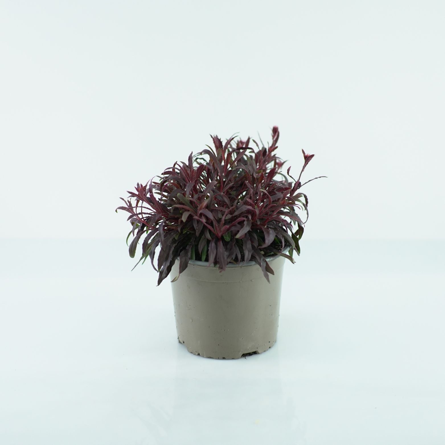GAURA LINDHEIMERI 'Gaudi Rose' Gaura Lindheimera