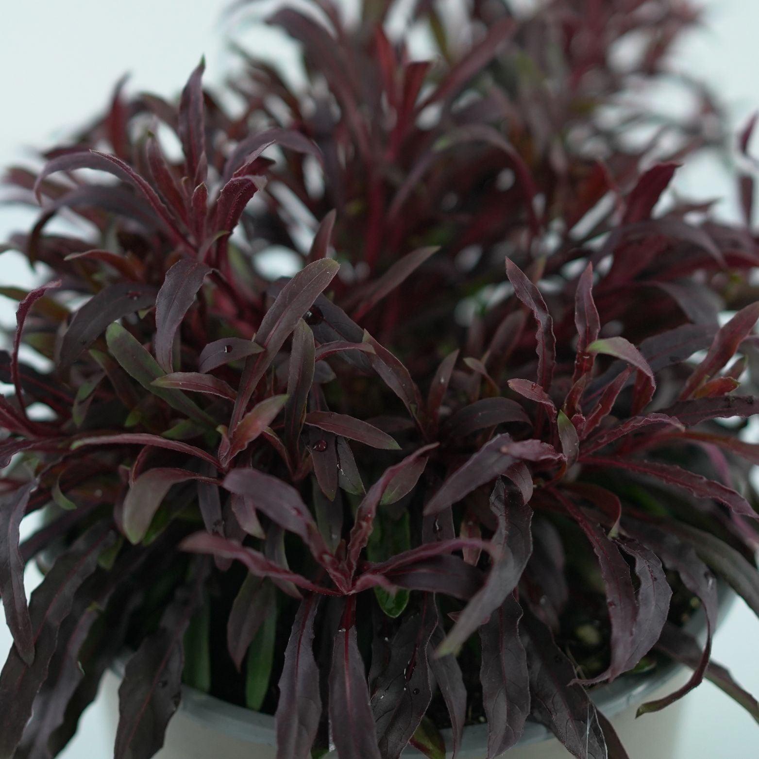 GAURA LINDHEIMERI 'Gaudi Rose' Gaura Lindheimera