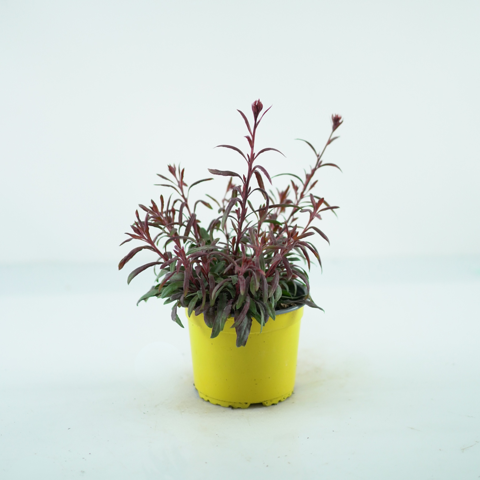 GAURA LINDHEIMERI Gaura