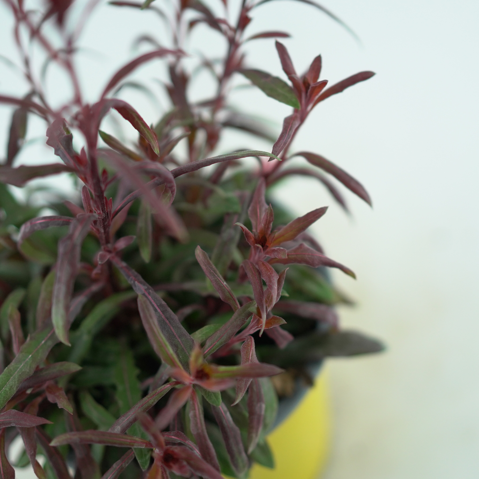 GAURA LINDHEIMERI Gaura