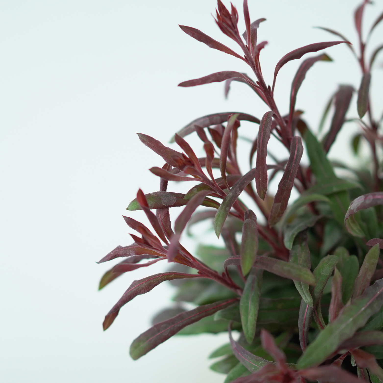 GAURA LINDHEIMERI Gaura