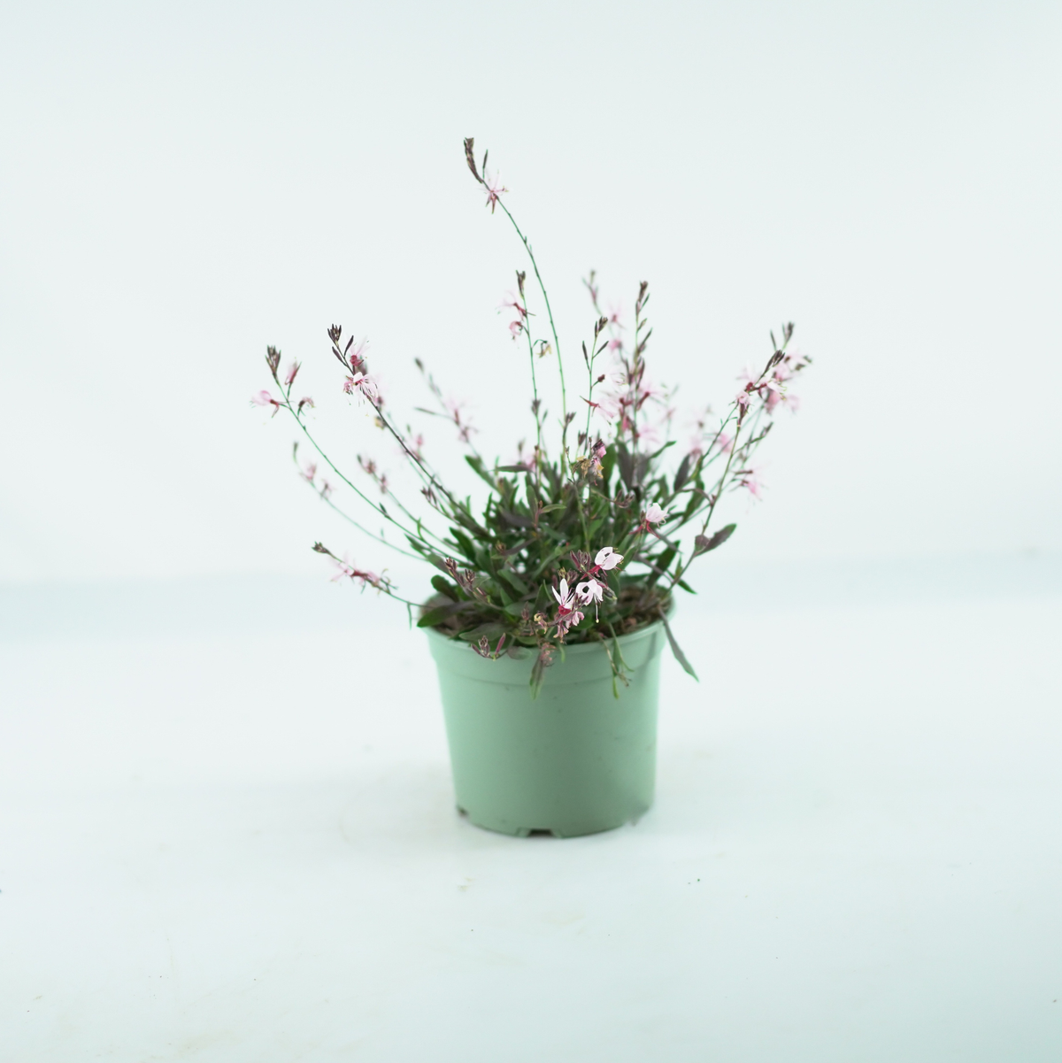 GAURA LINDHEIMERI Gaura