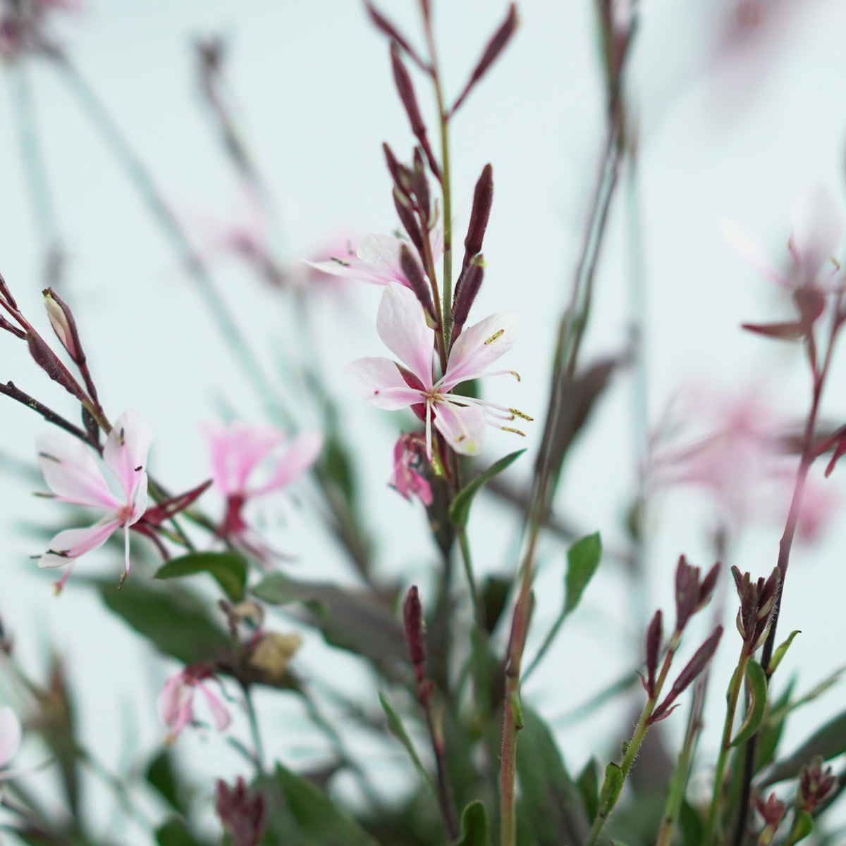 GAURA LINDHEIMERI Gaura