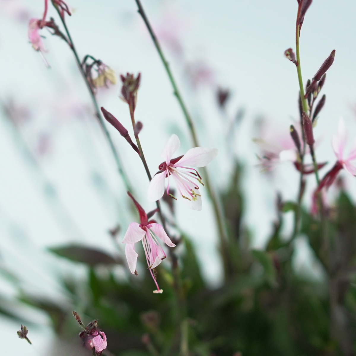 GAURA LINDHEIMERI Gaura