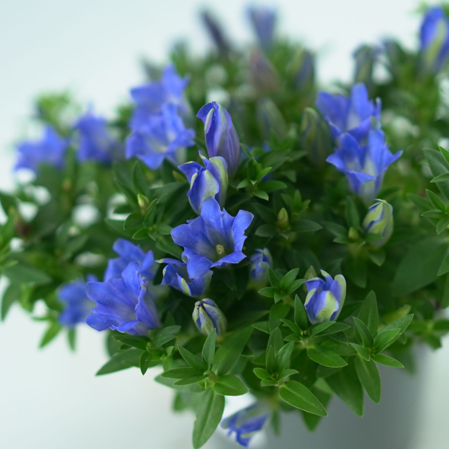 GENTIANA SCABRA 'Luis Blue' Goryczka