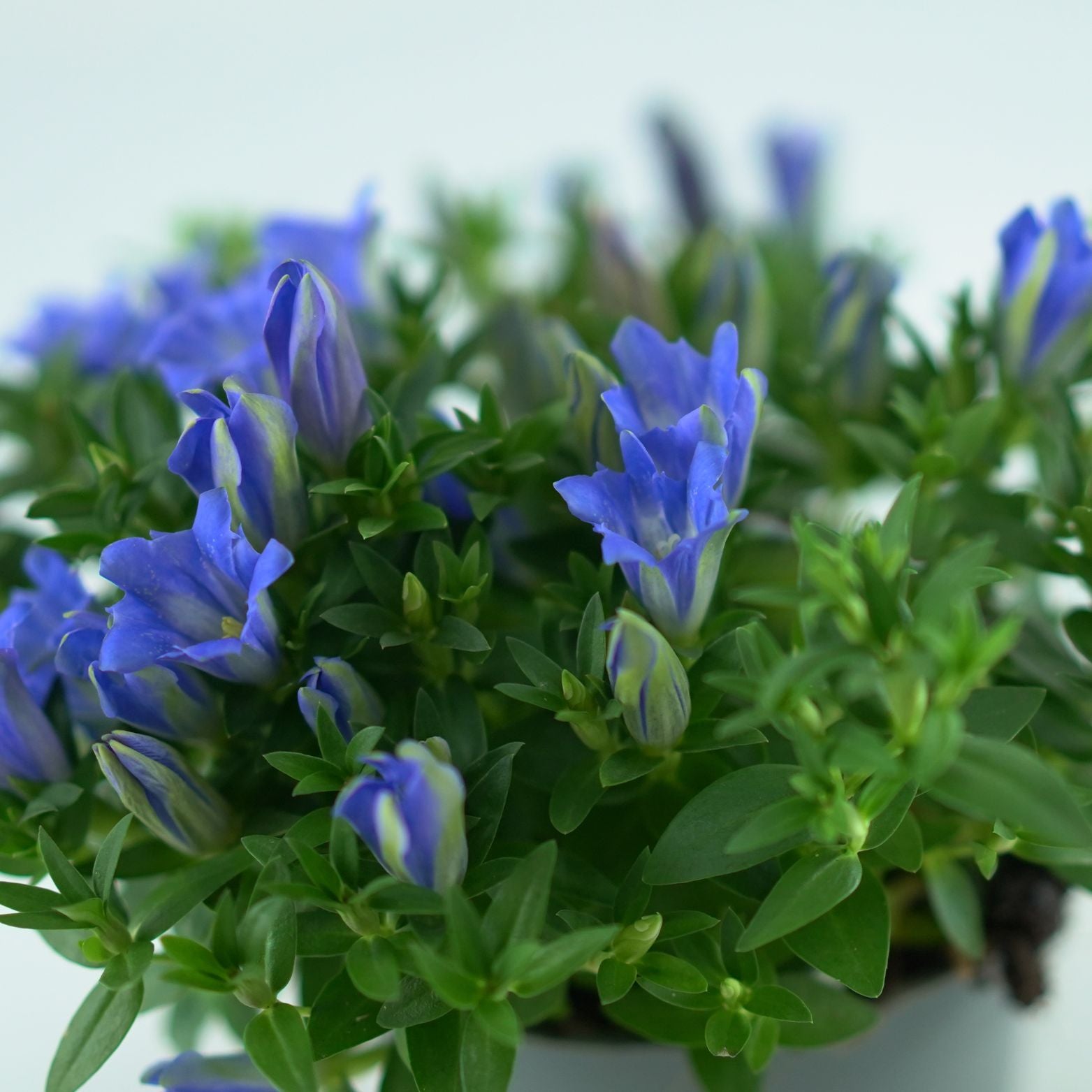 GENTIANA SCABRA 'Luis Blue' Goryczka