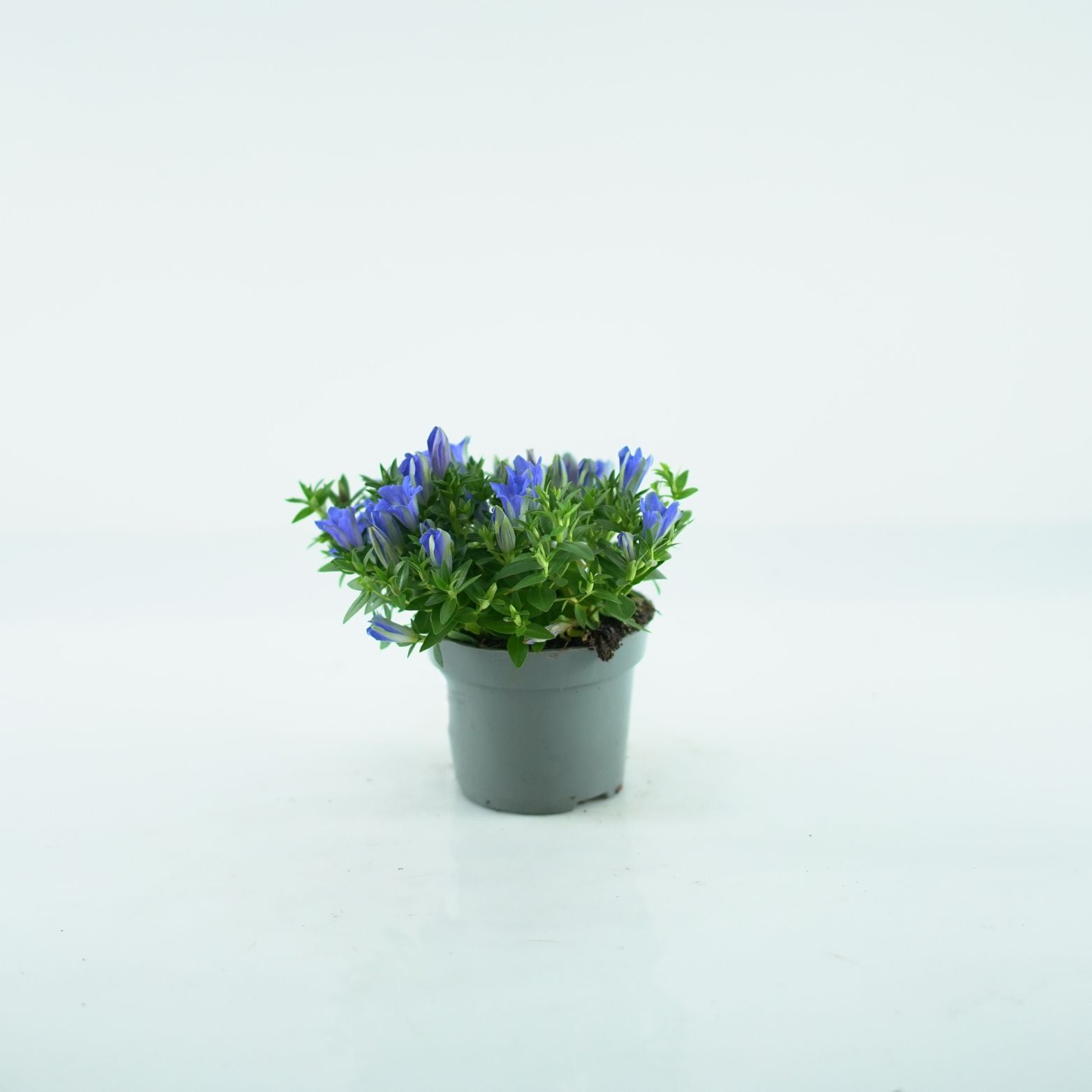 GENTIANA SCABRA 'Luis Blue' Goryczka