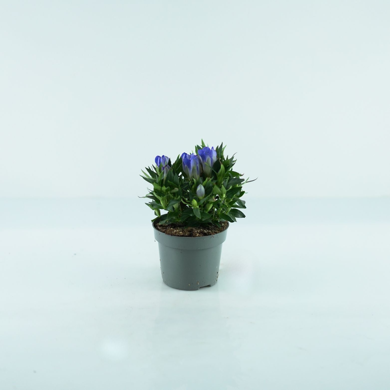 GENTIANA SCABRA 'Rocky Diamond' Goryczka