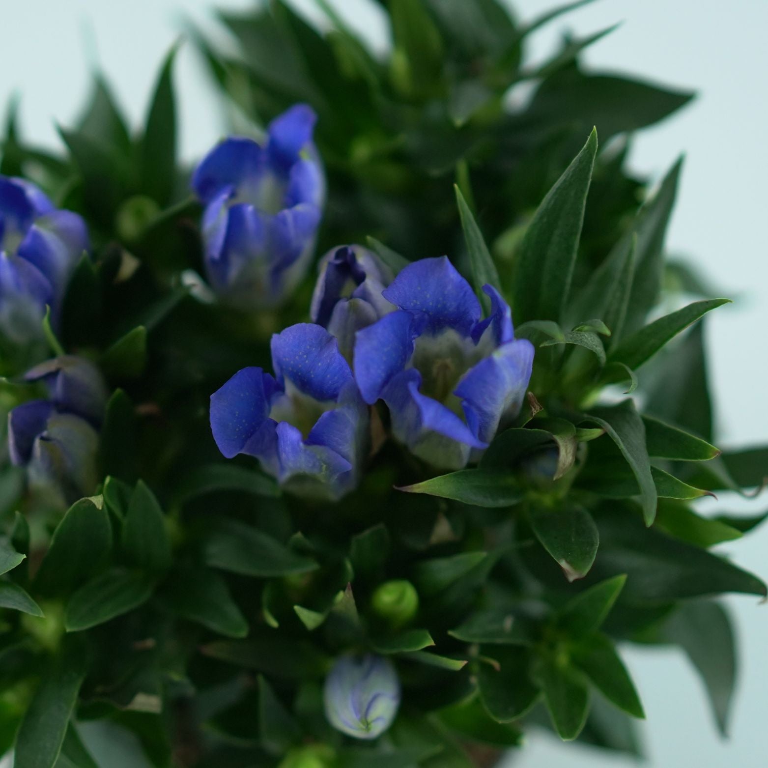 GENTIANA SCABRA 'Rocky Diamond' Goryczka
