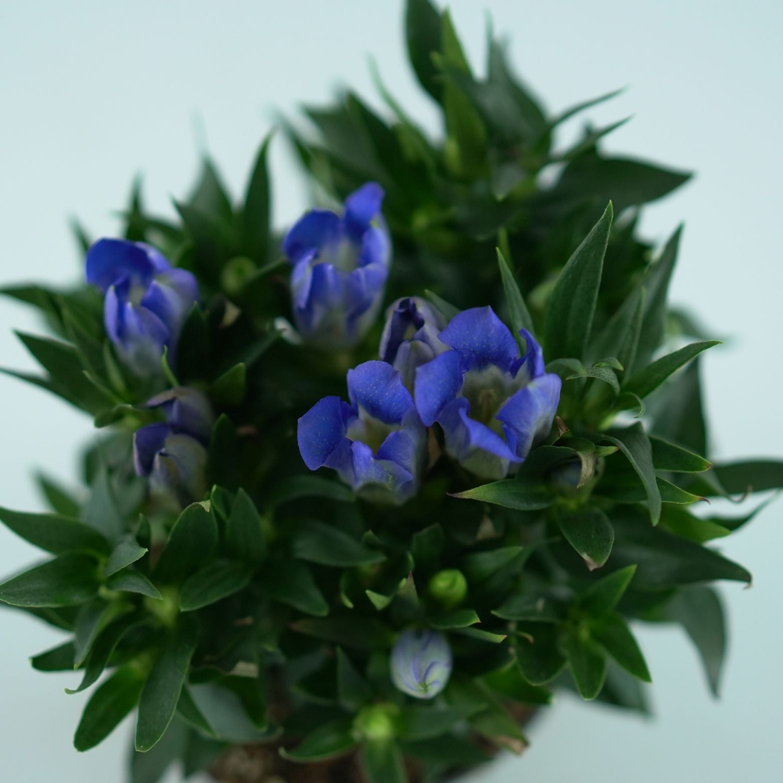 GENTIANA SCABRA 'Rocky Diamond' Goryczka