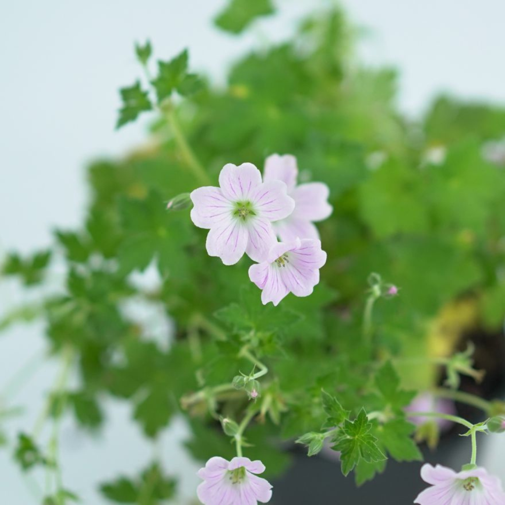 GERANIUM 'DREAMLAND' Bodziszek