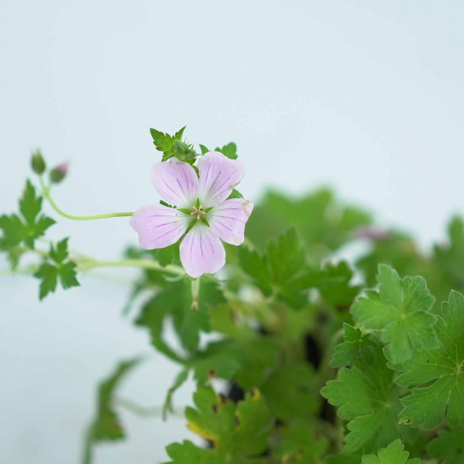 GERANIUM 'DREAMLAND' Bodziszek