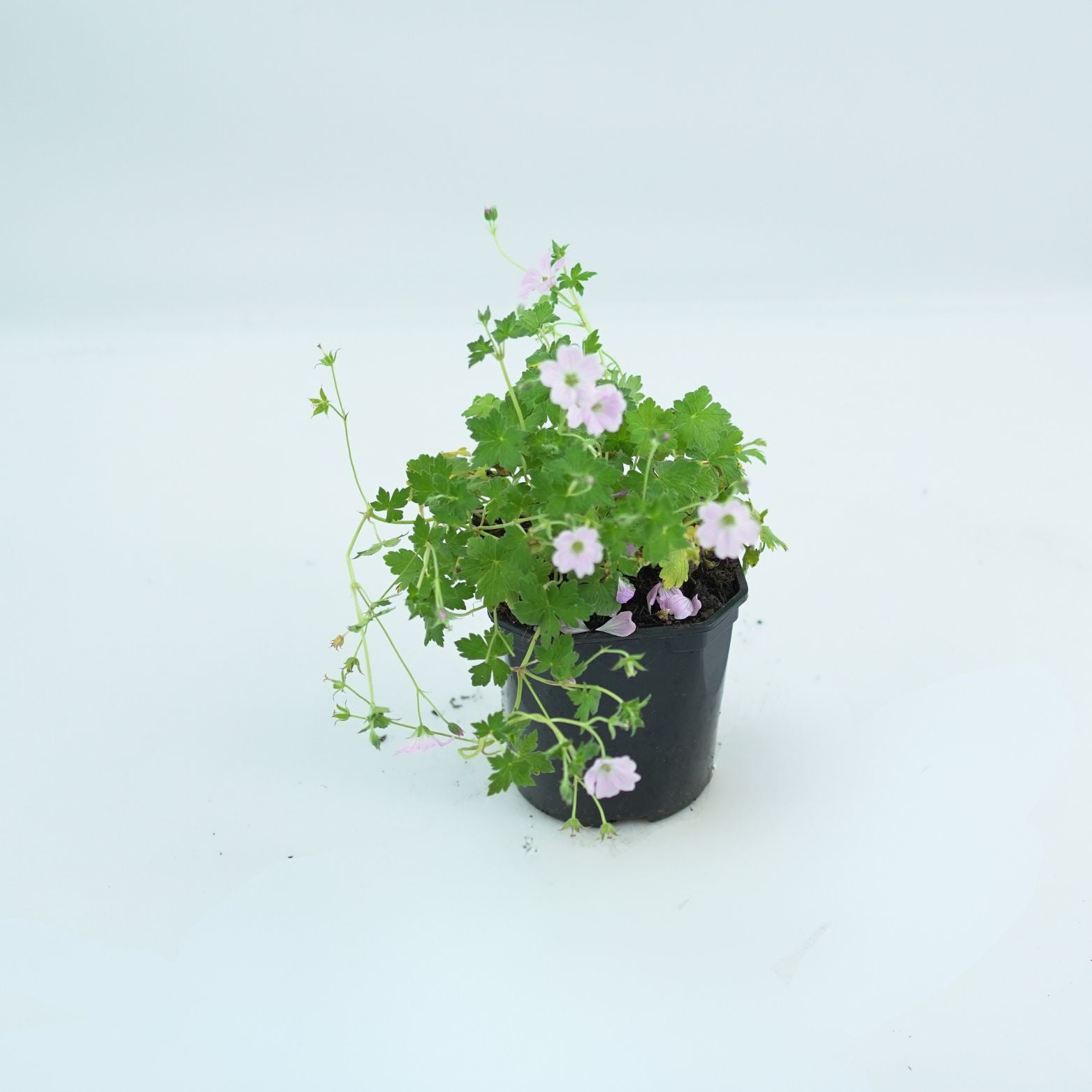GERANIUM 'DREAMLAND' Bodziszek