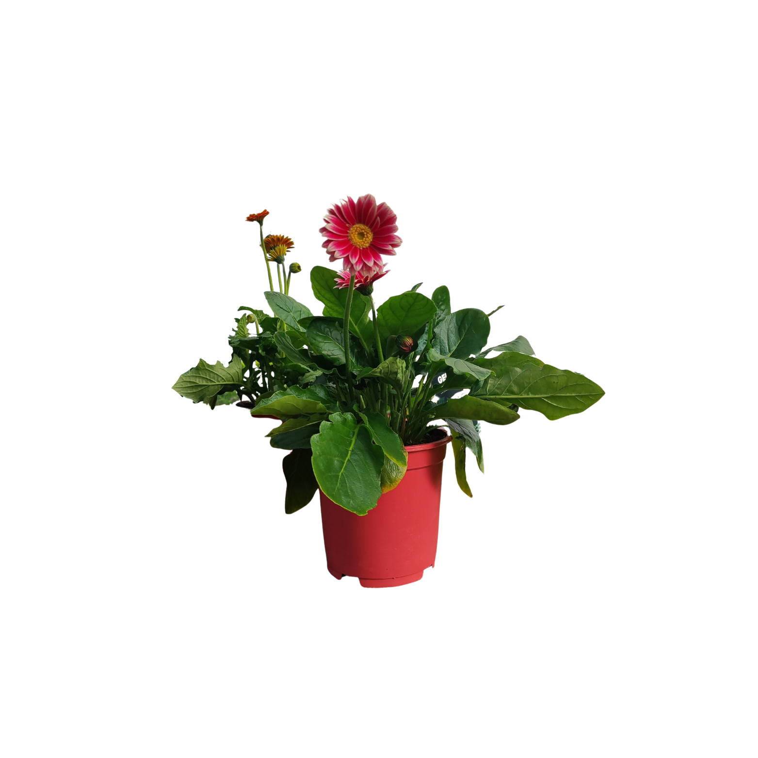 GERBERA GARVINEA Gerbera