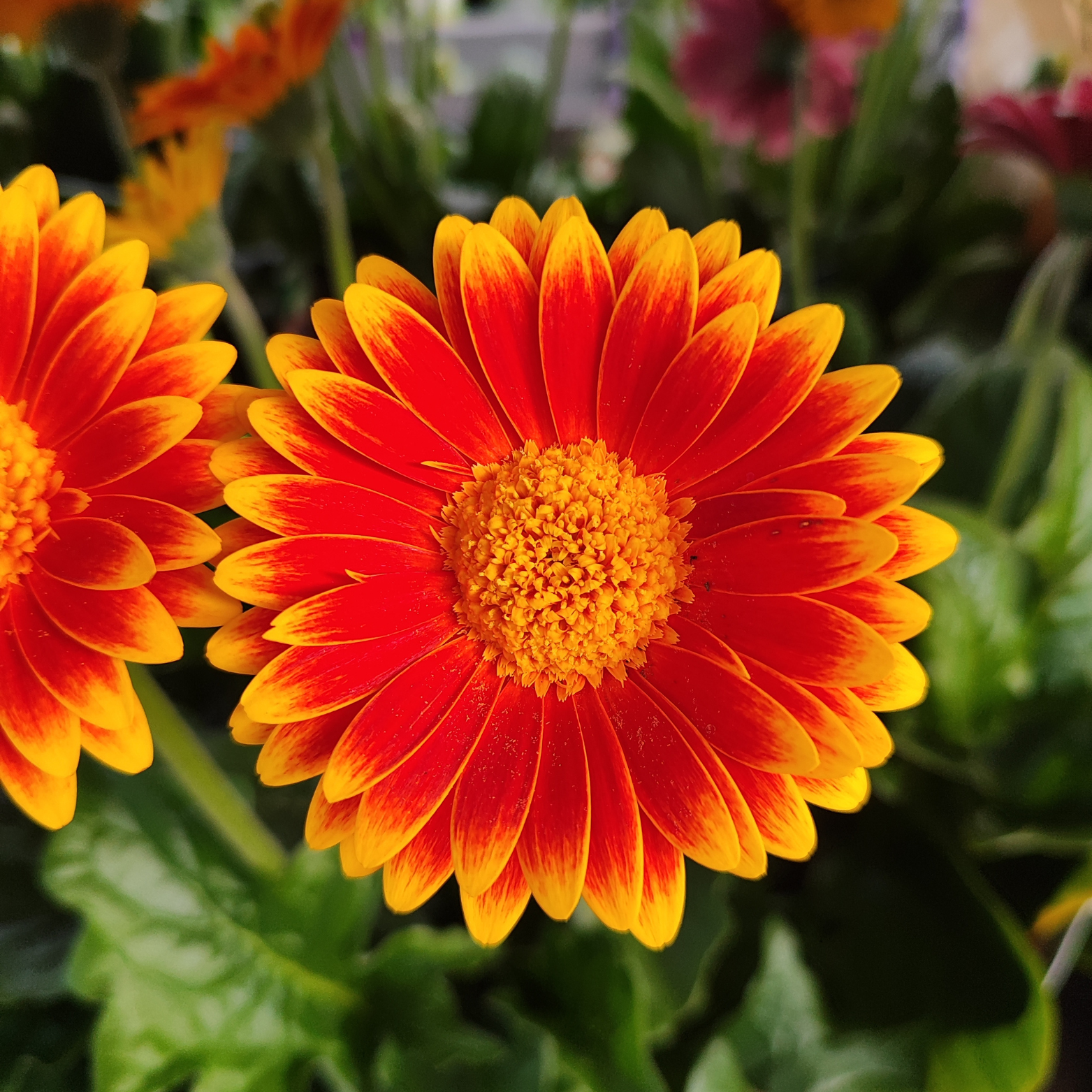 GERBERA GARVINEA Gerbera