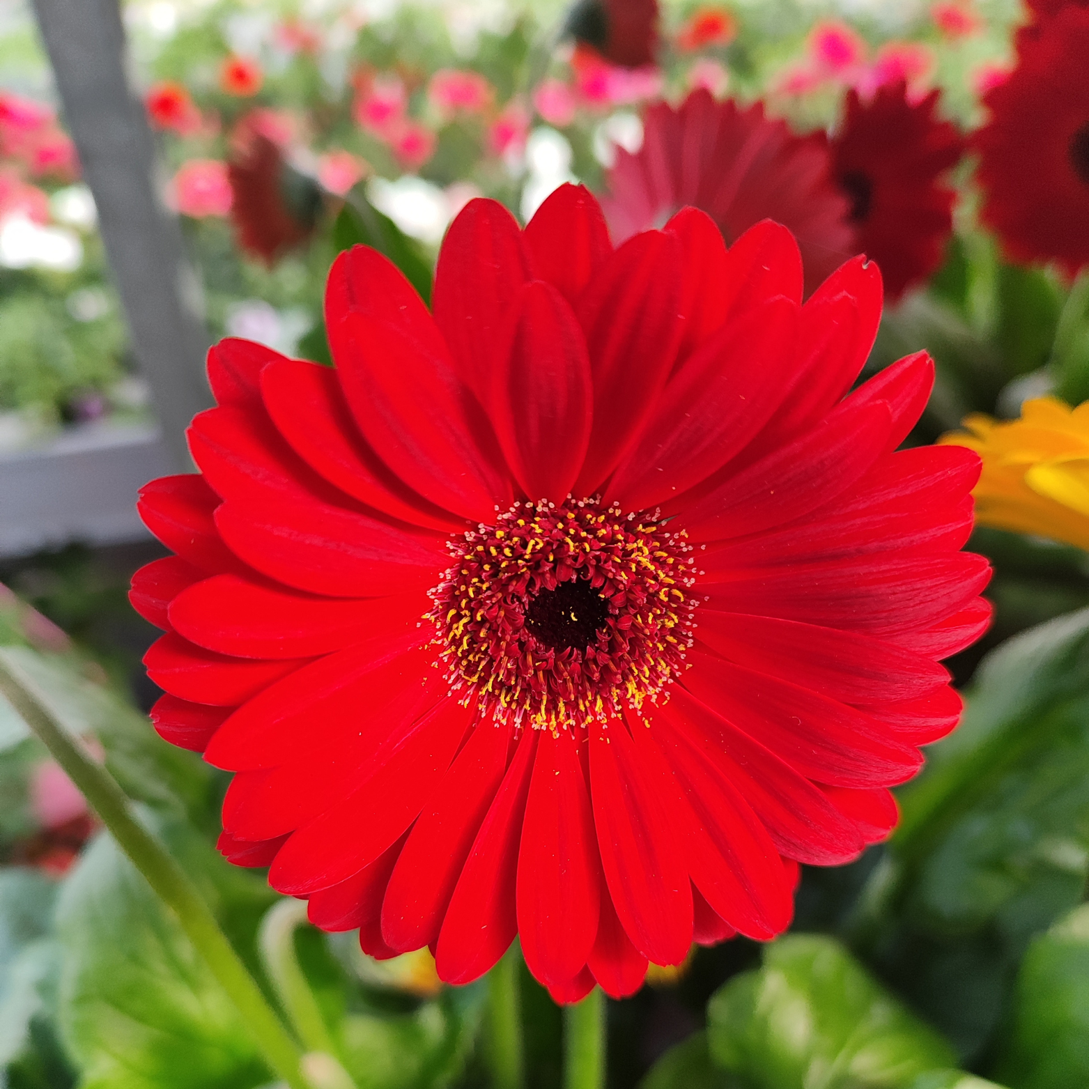 GERBERA GARVINEA Gerbera