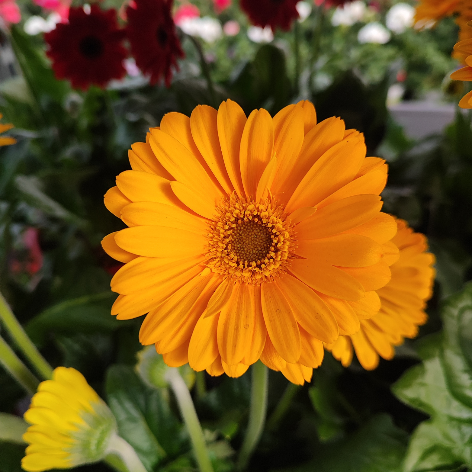 GERBERA GARVINEA Gerbera