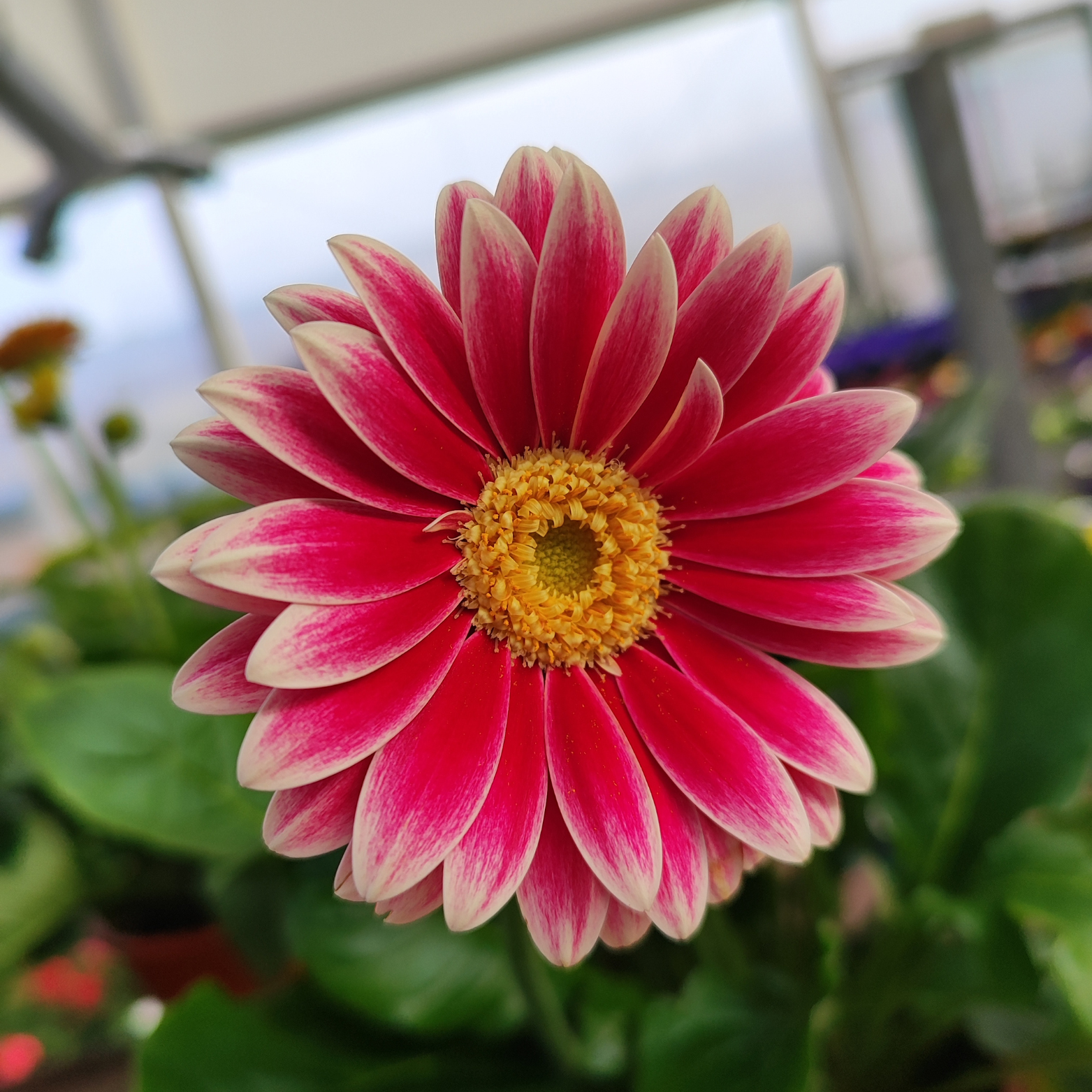 GERBERA GARVINEA Gerbera