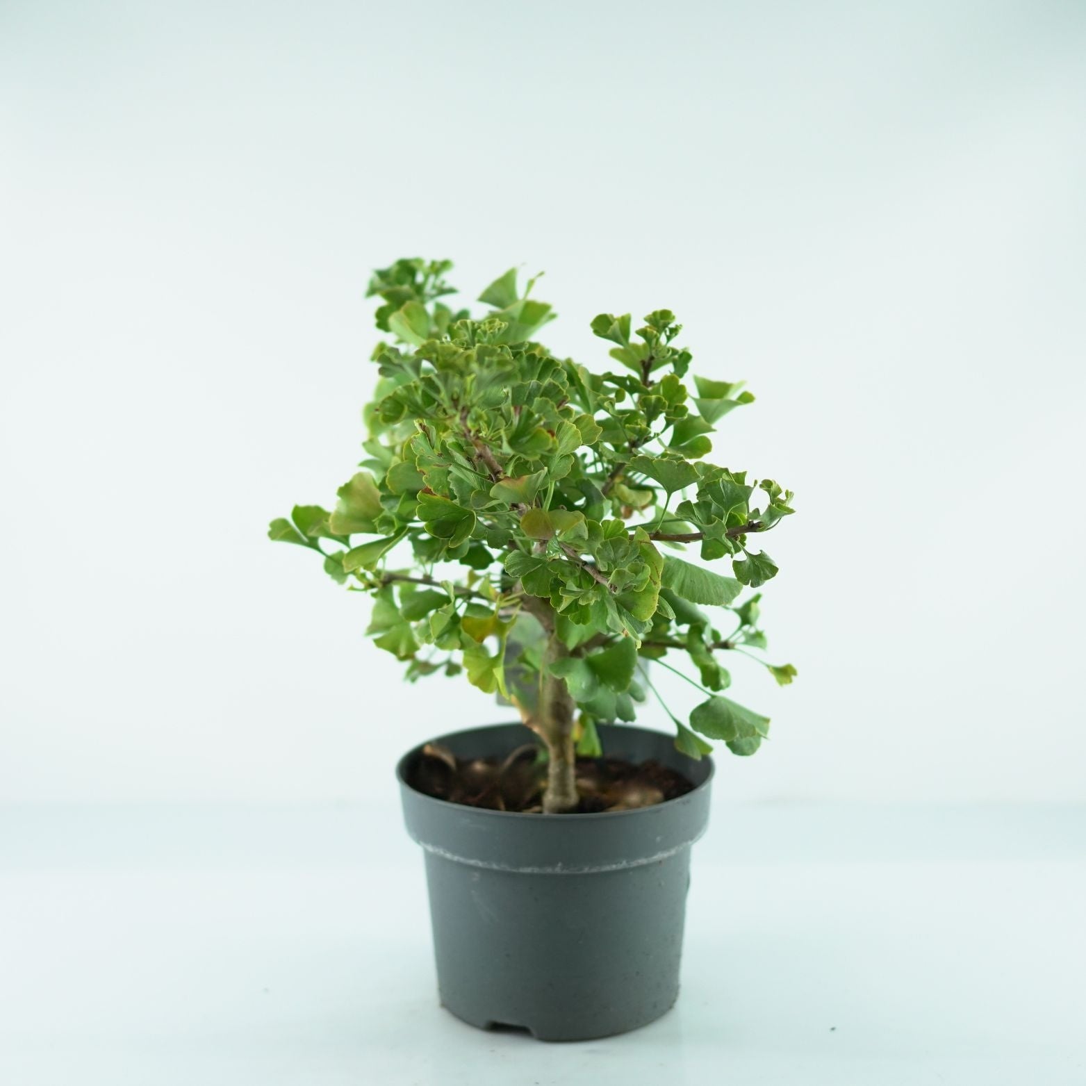GINKGO BILOBA 'Mariken' Miłorząb