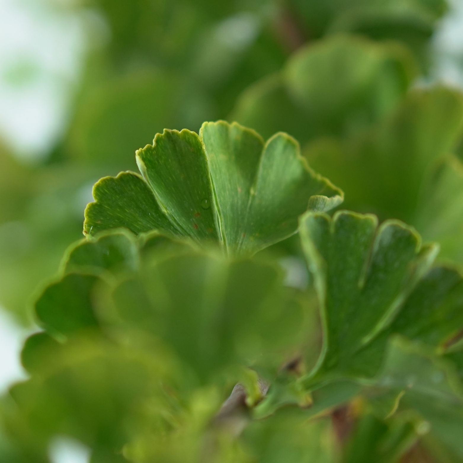 GINKGO BILOBA 'Mariken' Miłorząb