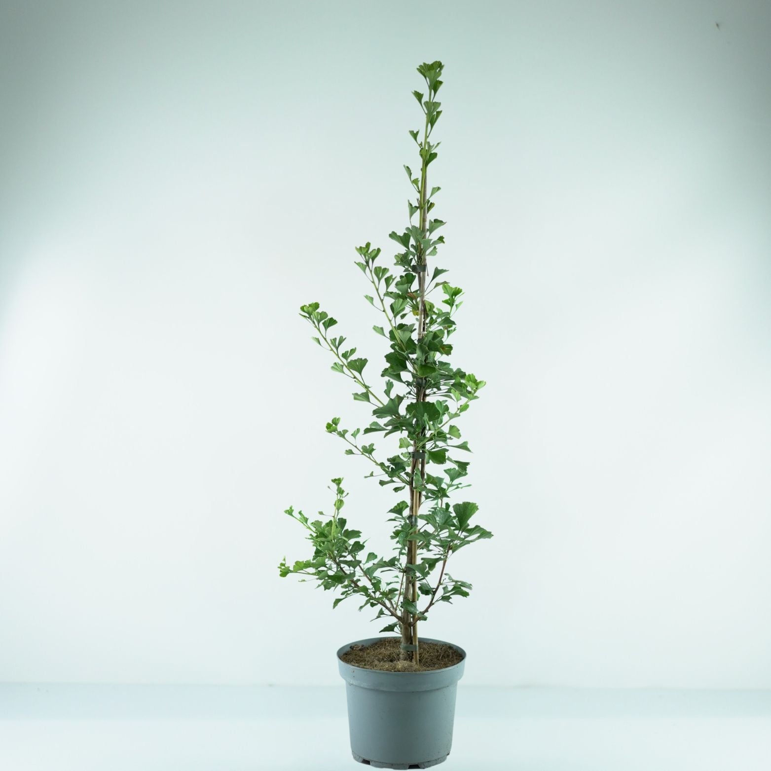 GINKGO BILOBA 'Menhir' Miłorząb