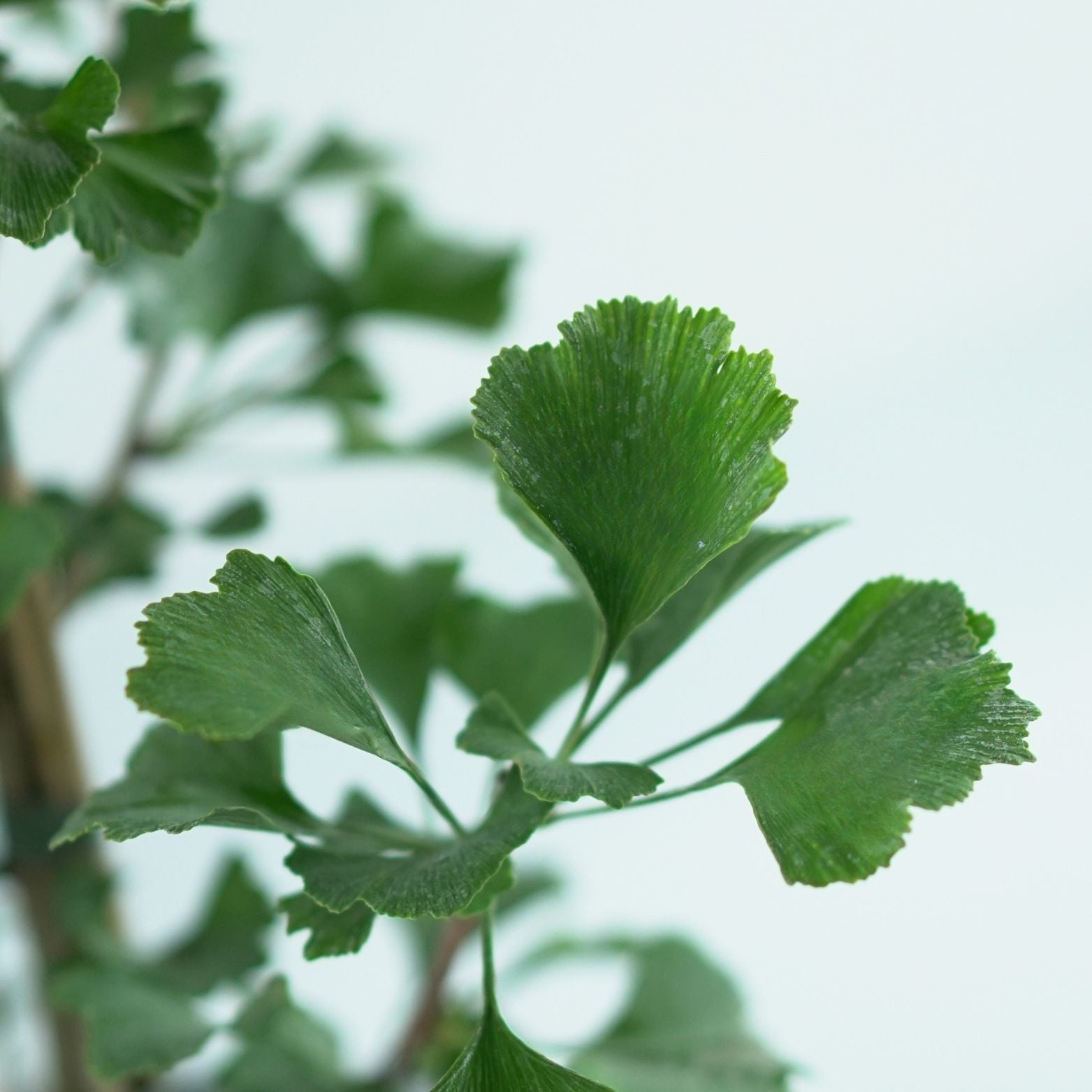 GINKGO BILOBA 'Menhir' Miłorząb